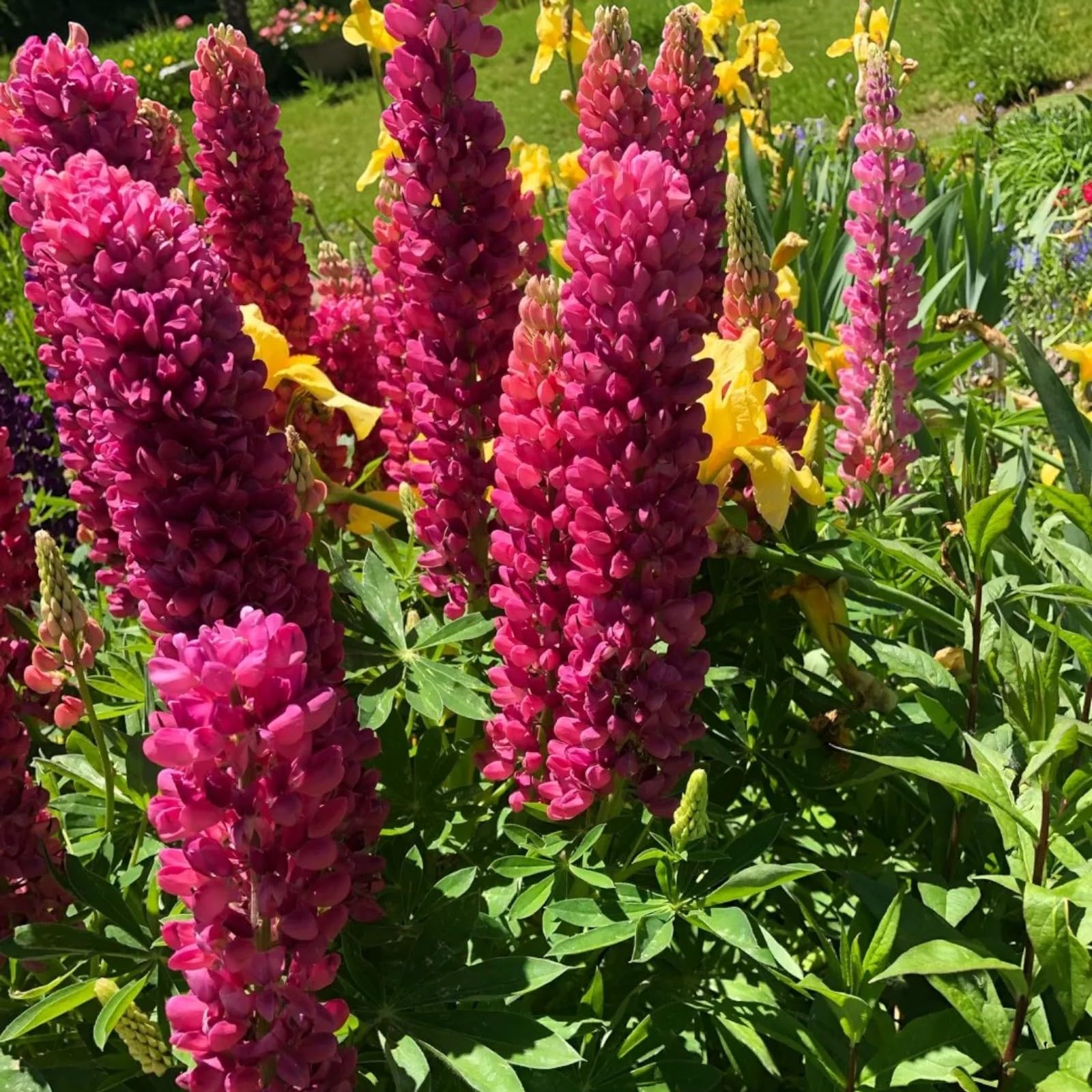 Carbeth Plants Lupin Gallery in 2L Pot - Colourful Lupinus Garden Plants - Tall, Hardy Summer Flower Spikes for Borders & Cottage Gardens - Pollinator Friendly (2, Red)