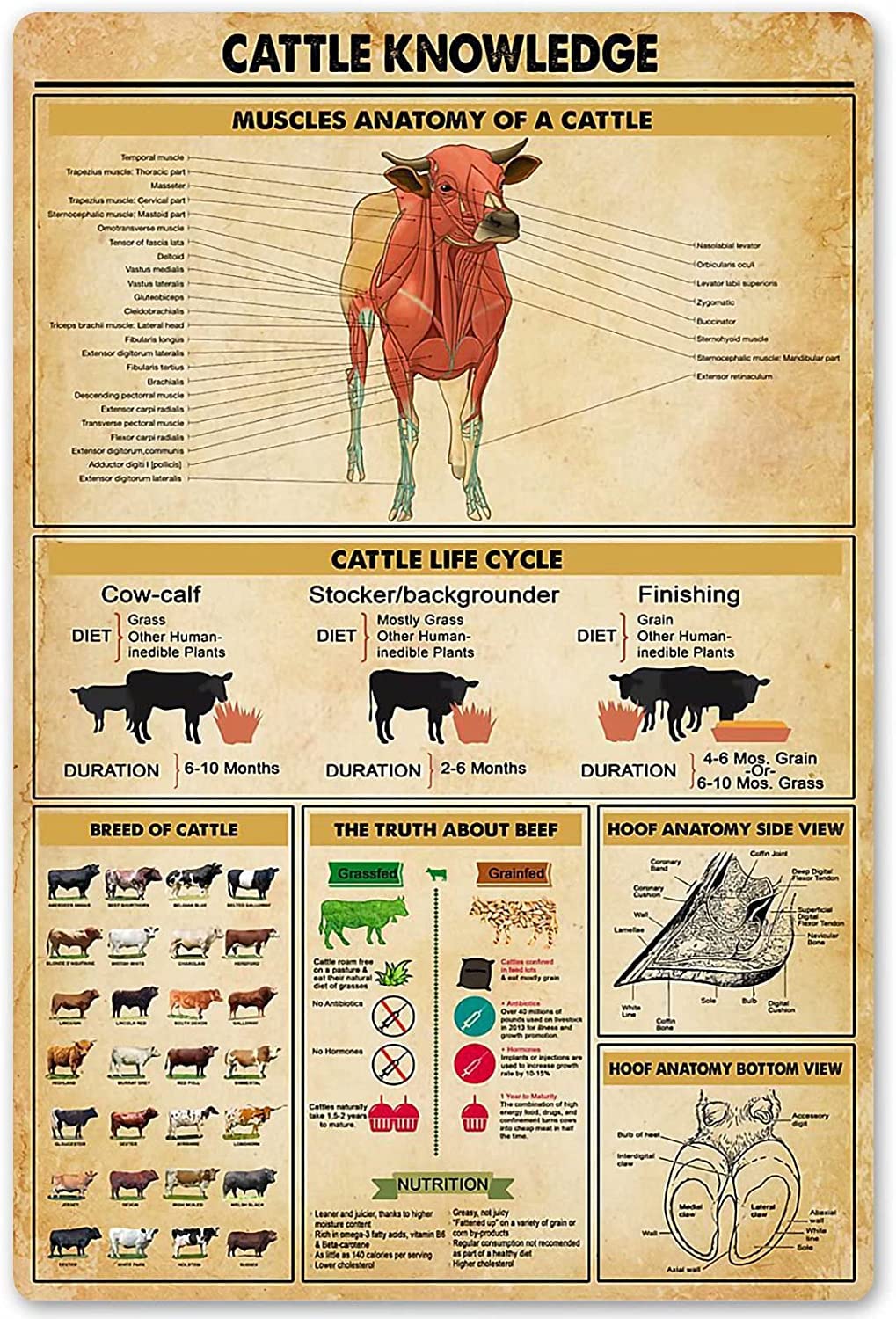 rayprint Animal Breed Anatomy Poster Cattle Knowledge Metal Tin Sign Farm Club School Education Wall Decoration Plaque 12x16inch