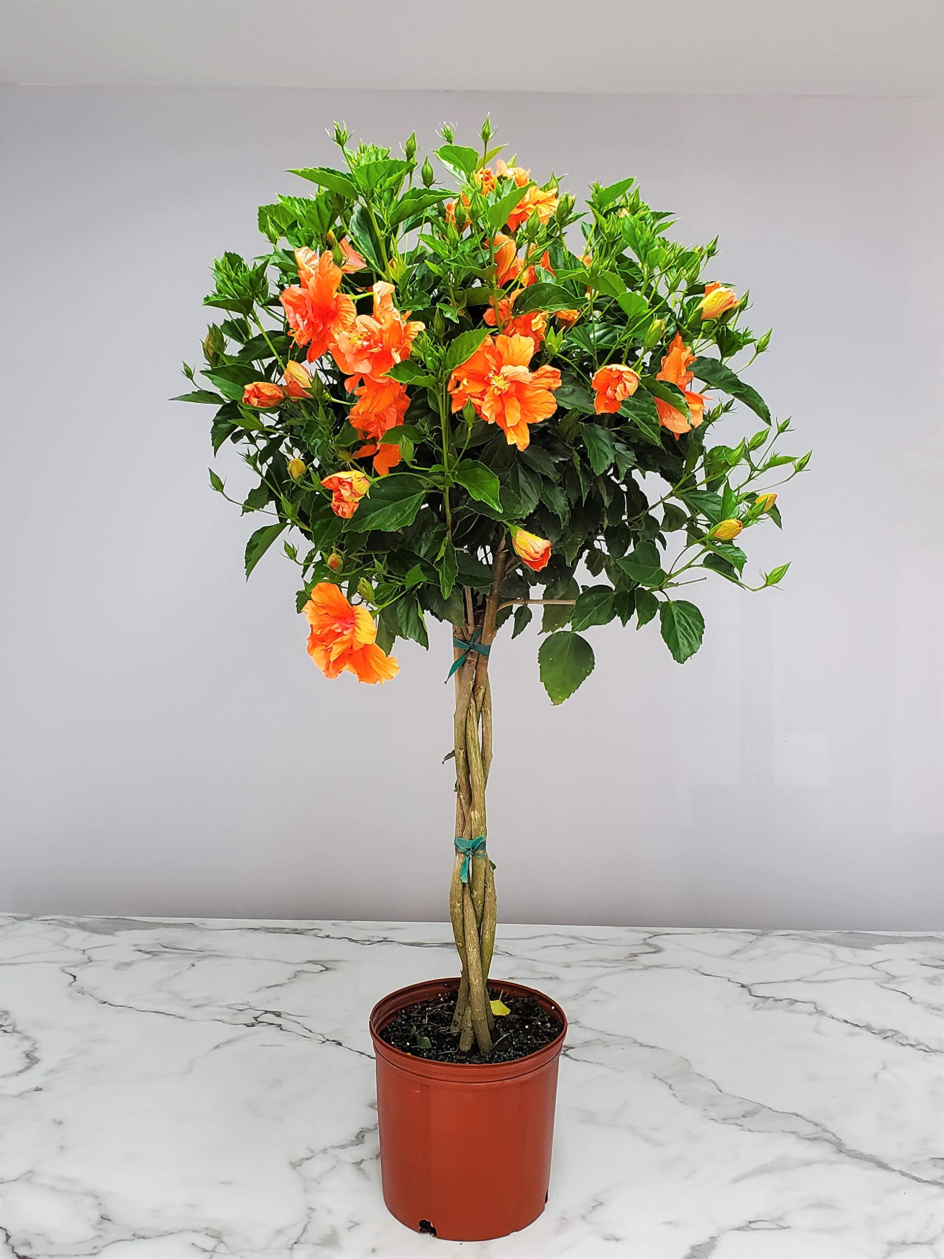 Braided Trunk Hibiscus