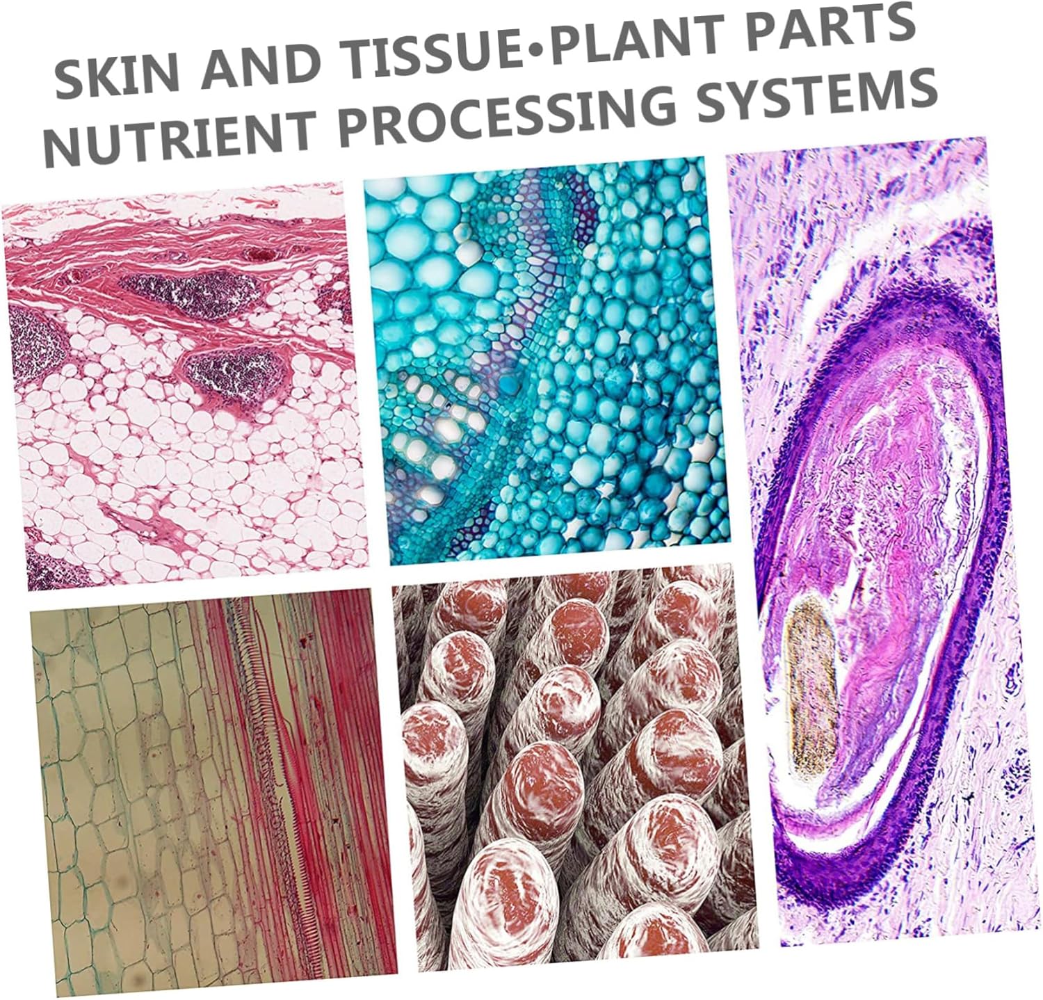 1Set Microscope for Magnification Optical Experiment Tool Kit Educational Science Kit with Prepared Slides for Young Explorers