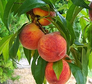 Sponsored Ad - LORING PEACH TREE - 2 Year Old, 4-5 Feet Tall