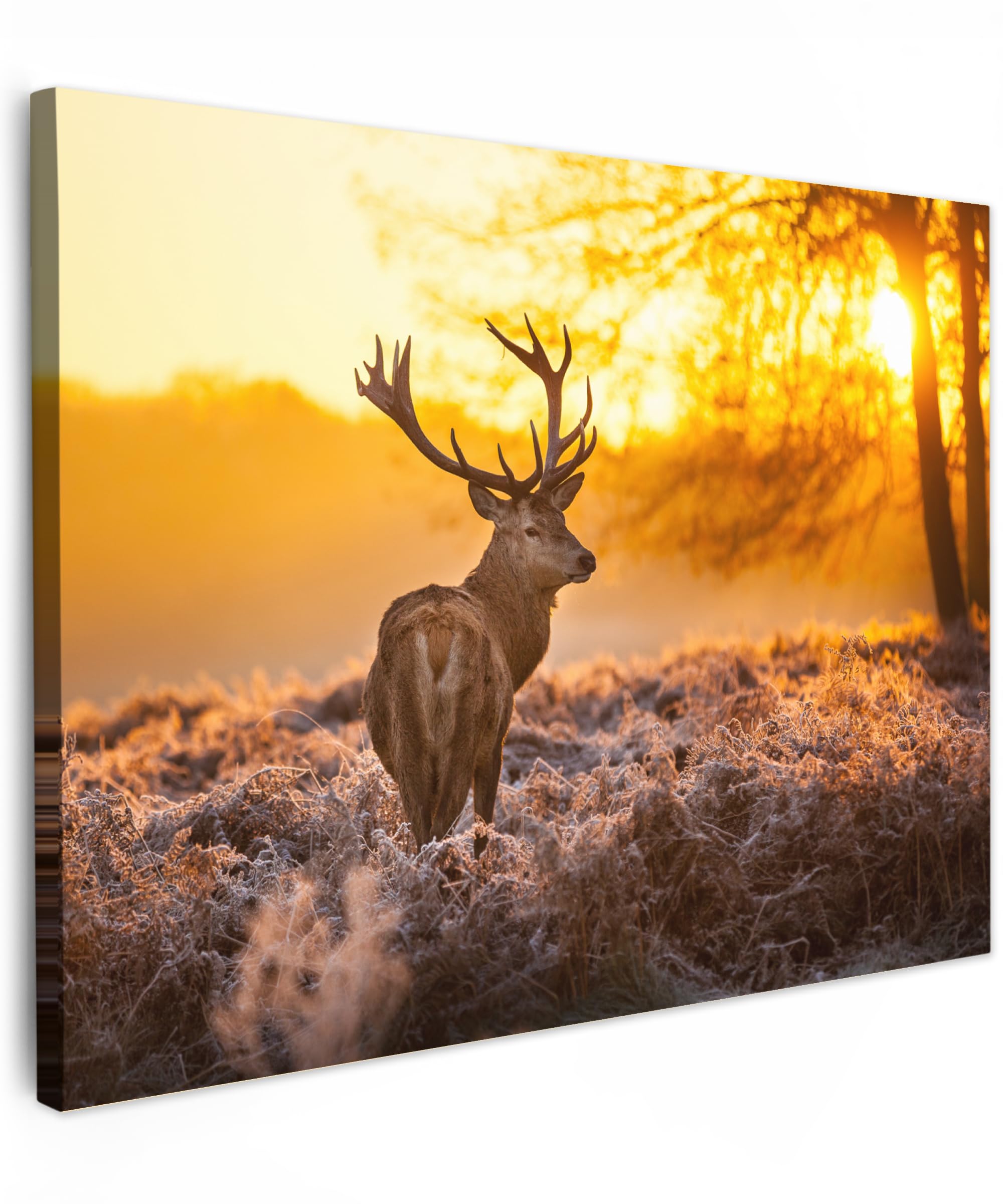 MuchoWow© Cuadros Decoracion Salon Modernos 40x30 cm Pinturas Lienzo Decorativo para Pared Decoración Hogar Lienzos Ciervo - Animales - Atardecer - Invierno - Brezo - Naturaleza
