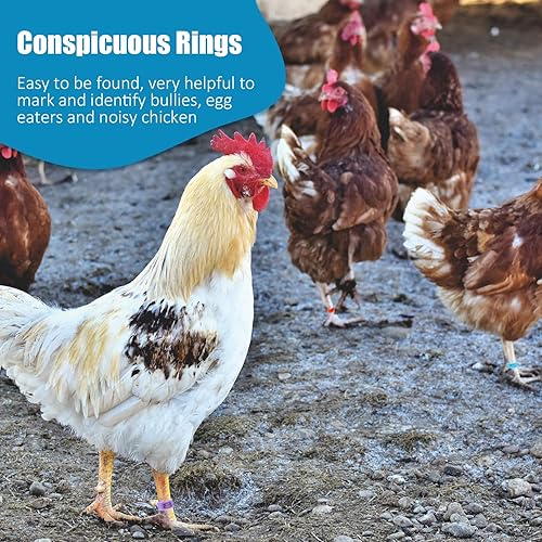 Miniatura 6 de 48 bandas de pierna de pollo de 0.63 pulgadas, anillos de identificación numerados para patas de pollo, bandas de pierna de aves de corral
