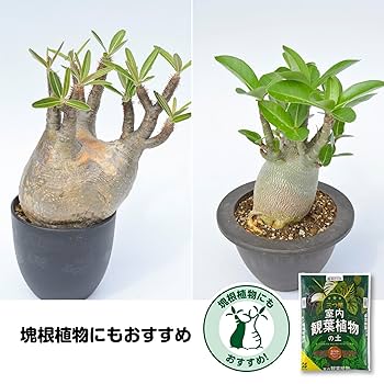 その他観葉植物 honokoo 81MmSei8PkL._UF350,350_QL80_.jpg