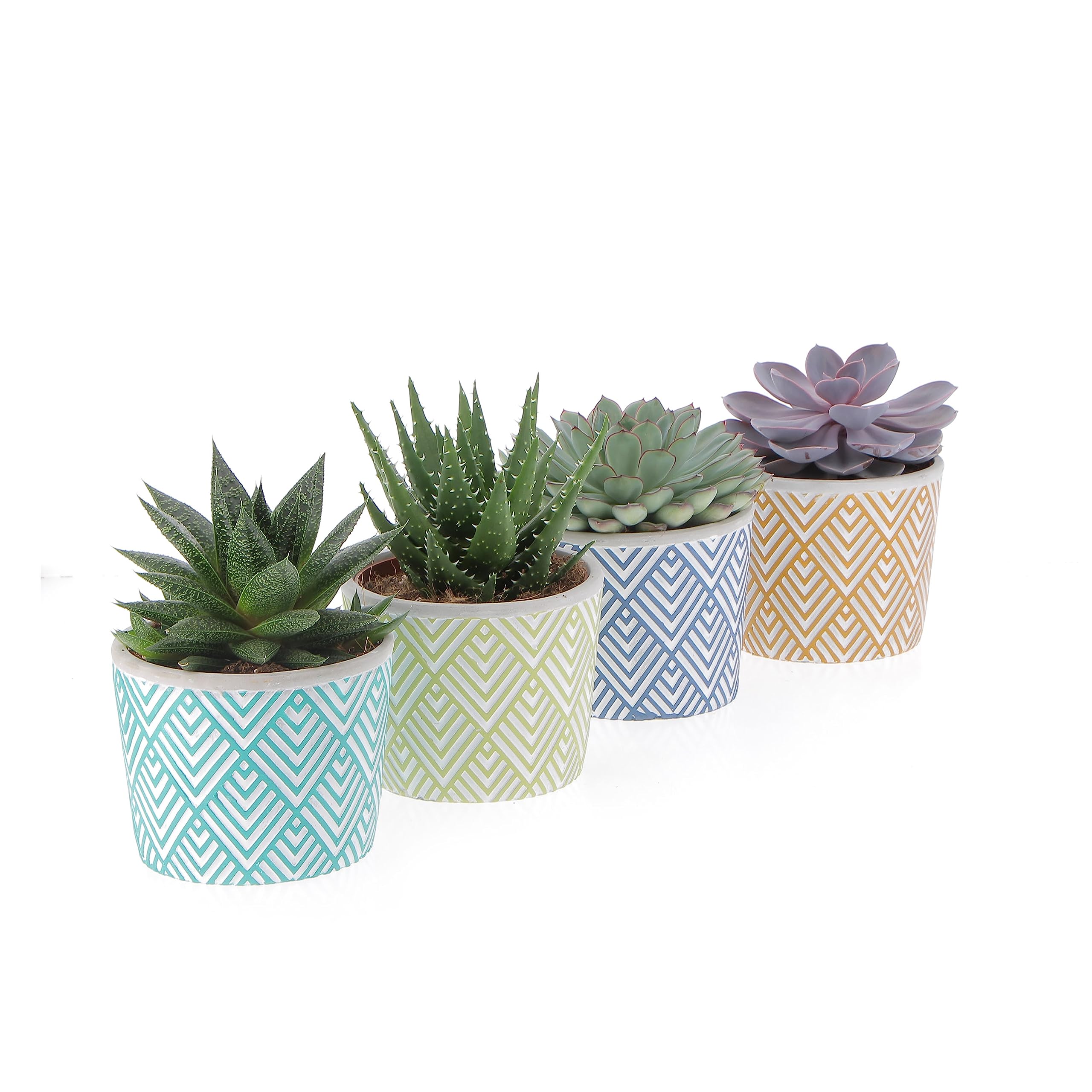 KENTIS - Set di 4 Vere Piante Succulente con Vaso Decorativo - Cactus Ornamentali da Interno - Piante Grasse da Appartamento - Pianta Succulenta - Vaso Ø 14 cm