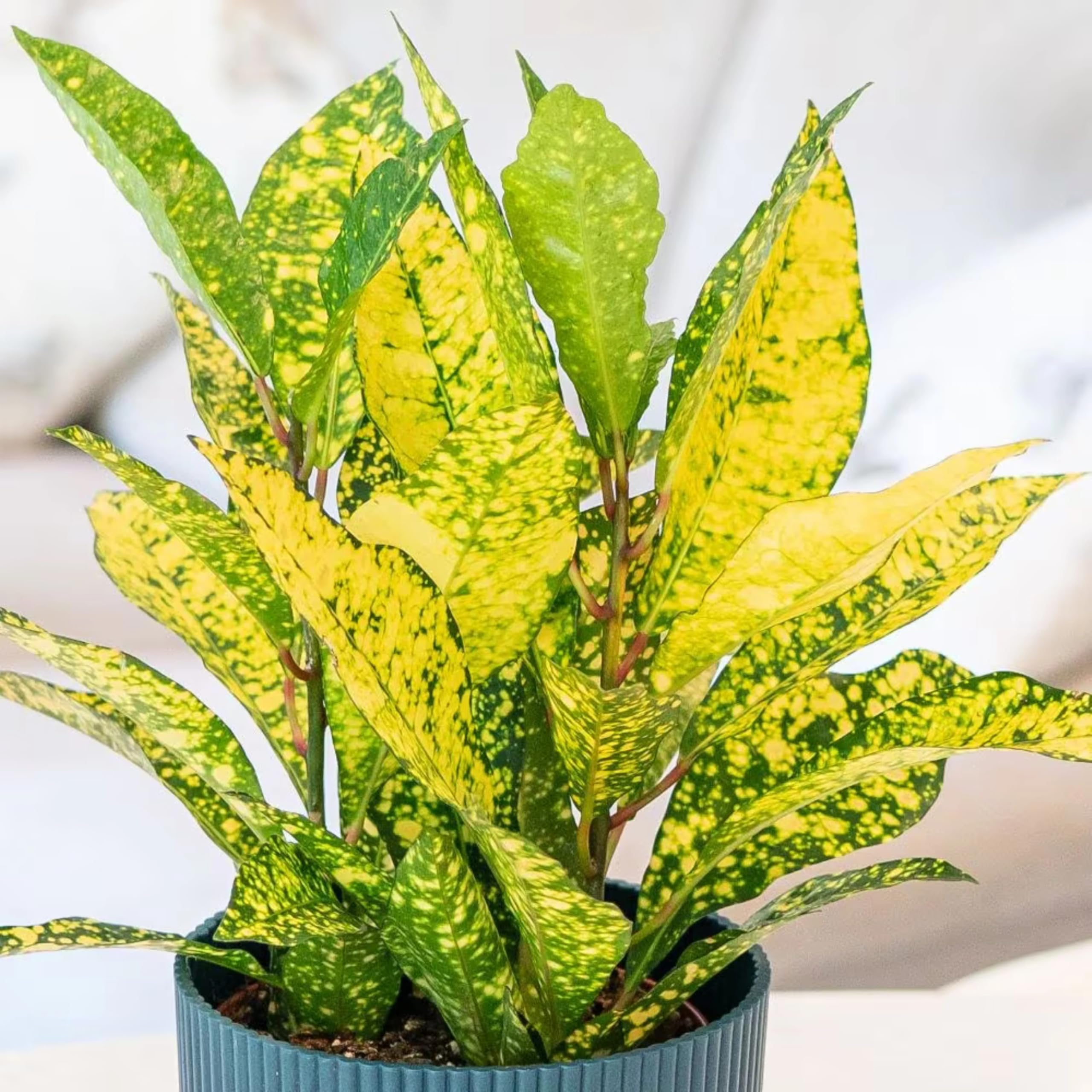 Live Croton Plant, Indoor Tropical Foliage, 45 cm Height, Variegated Yellow-Green  Leaves, Air Purifying : Amazon.in: Garden & Outdoors