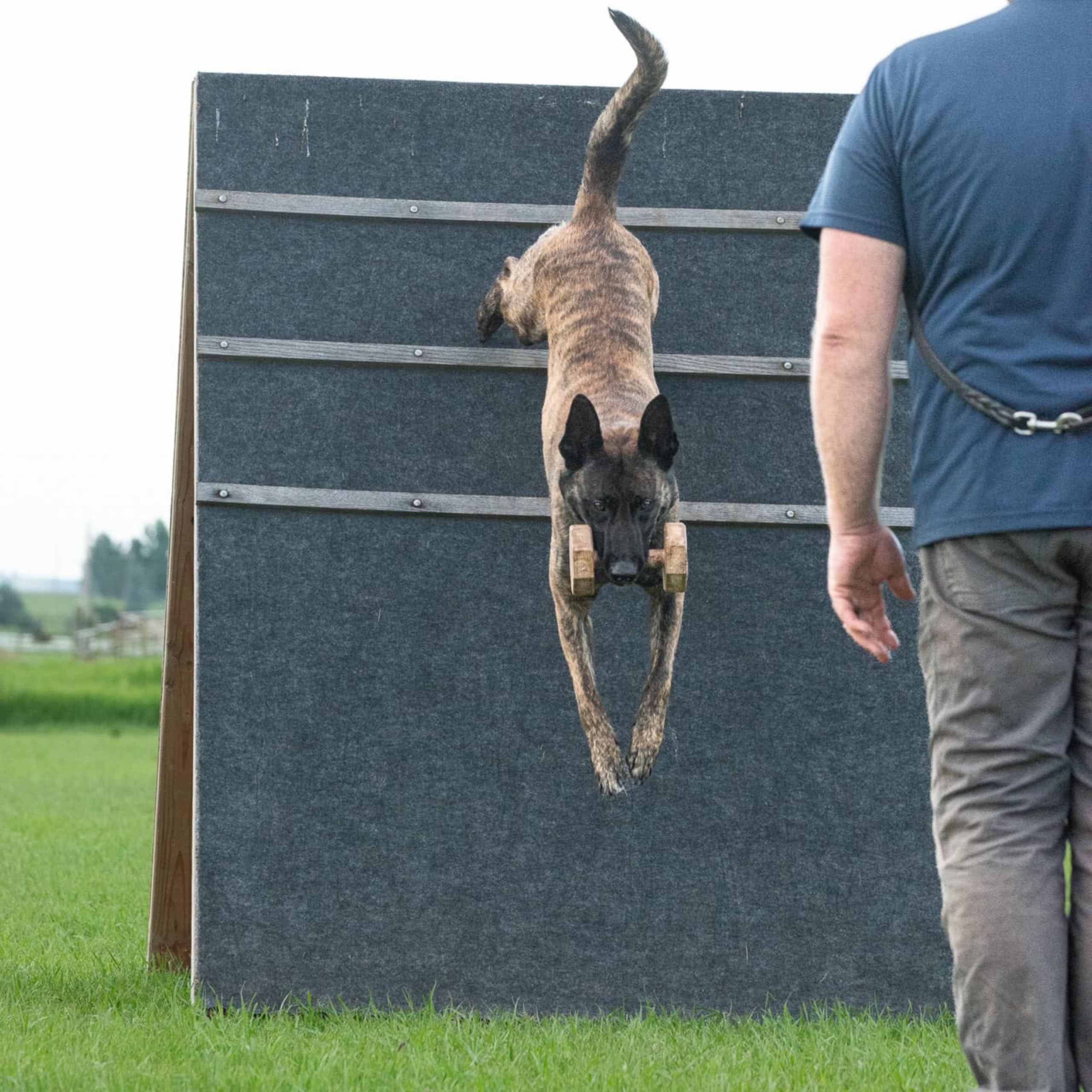 Dingo Gear Apportierholz verdrehte IPO 1000 Gramm | Extra Gewicht, Ausbildung Apportieren, Hundetraining, Obedience, Handarbeit S02504