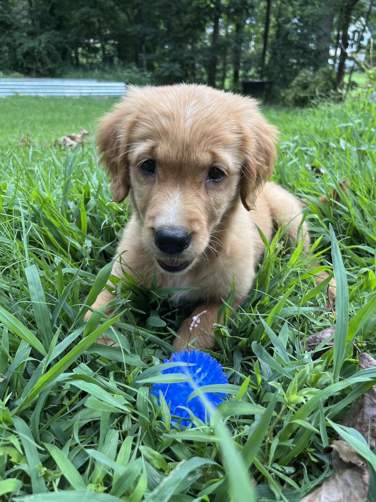 Dog Toys 25 Pack for Fun and Teeth Cleaning, Puppy Chew Toys Pack with Squeak Plush Toy,Squeaky Toy Balls,Tug of War and Rope Toys for Puppy to Small Dogs photo review