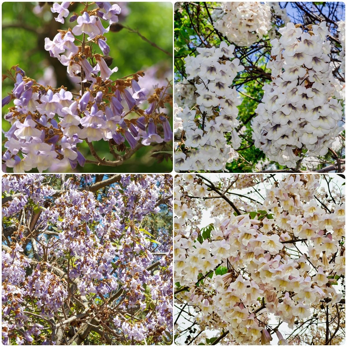 Semi Paulownia Kiri - 35 Pezzi, Albero Perenne Resistente Per Giardino E Balcone - Foto 8