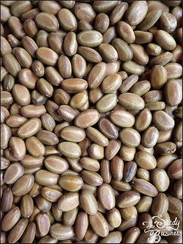 Miniatura 2 de Vachellia (Acacia) sieberiana (Paperbark Acacia Tree) - 25 Semillas