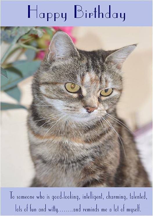 Tabby Cat Birthday Card Amazon.co.uk Stationery & Office Supplies