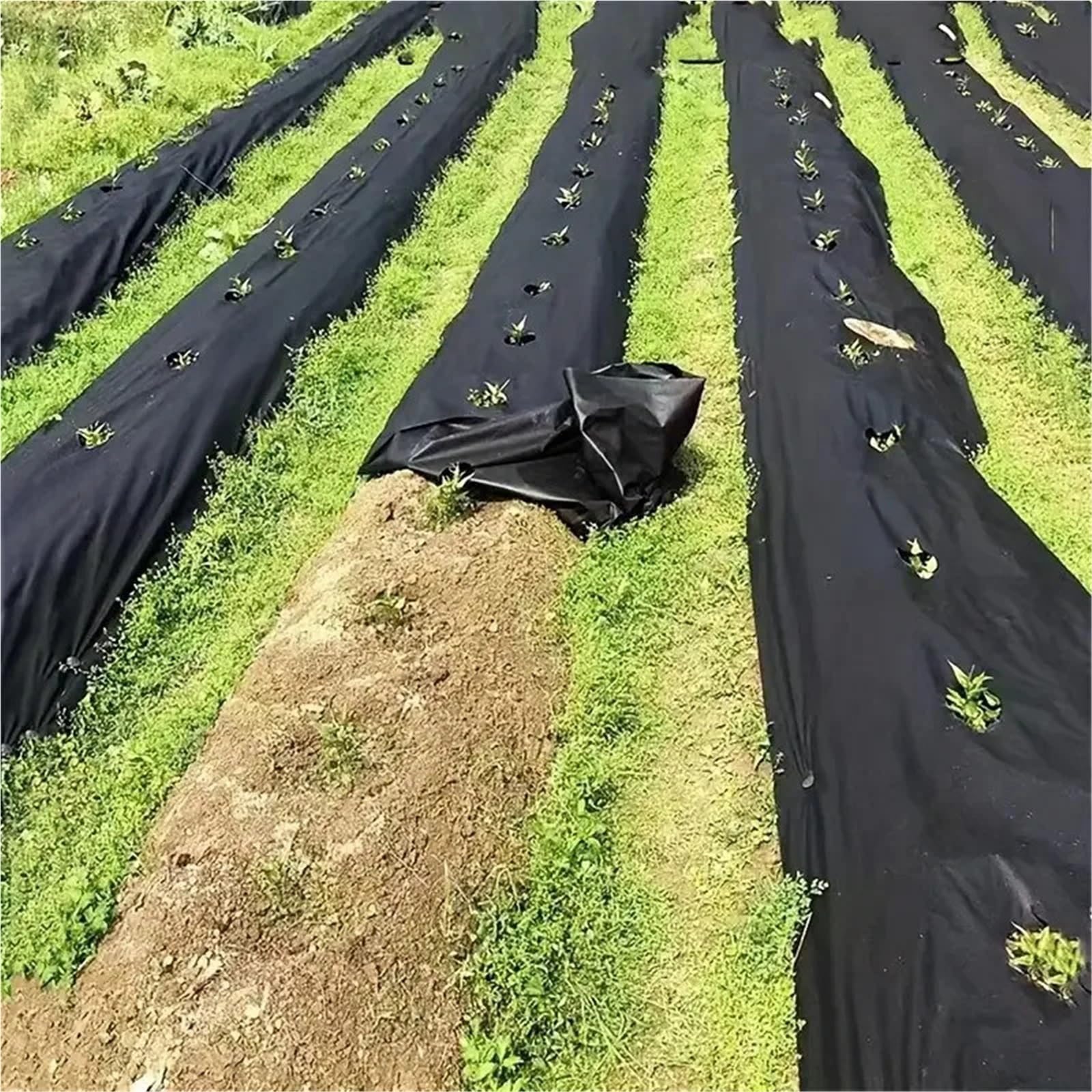 Malla antihierbas Tela Perforada de Barrera contra malezas con Dos Agujeros por Fila(2.62x20ft)