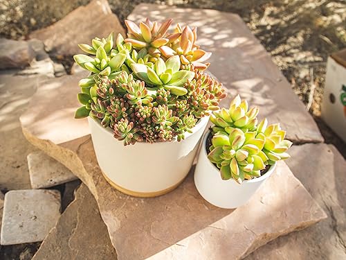 Miniatura 8 de Plantas suculentas Sedum de 1 cuarto de galón, plantas vivas de interior, plantas de interior o exteriores, 4 unidades, plantas de sedum vivas,