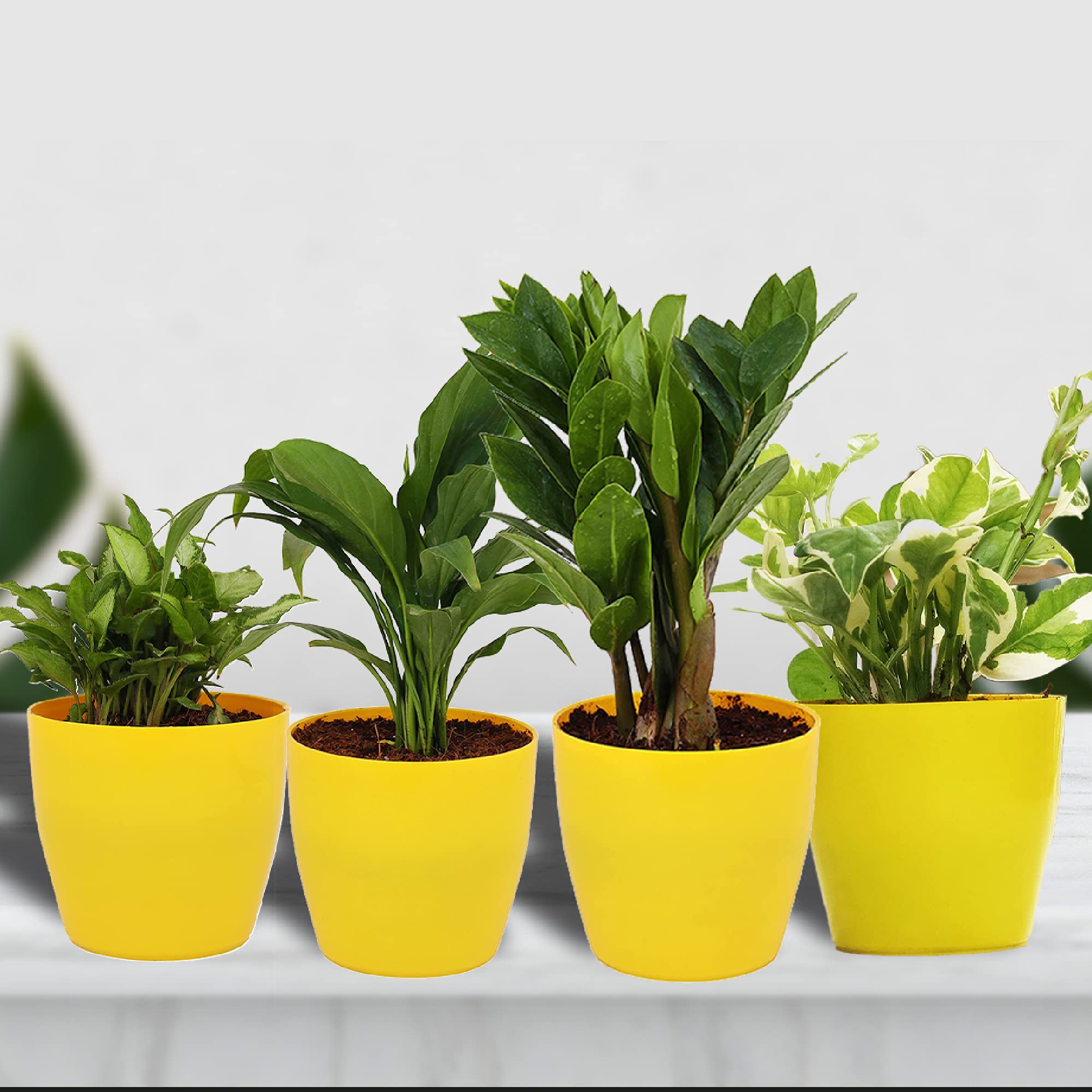 Leafy Tales Peace Lily, Syngonium Dwarf, White Money Plant and ZZ Plant with Yellow Plastic Pot (B09C3HQ1MJ) Amazon Price History, Amazon Price Tracker