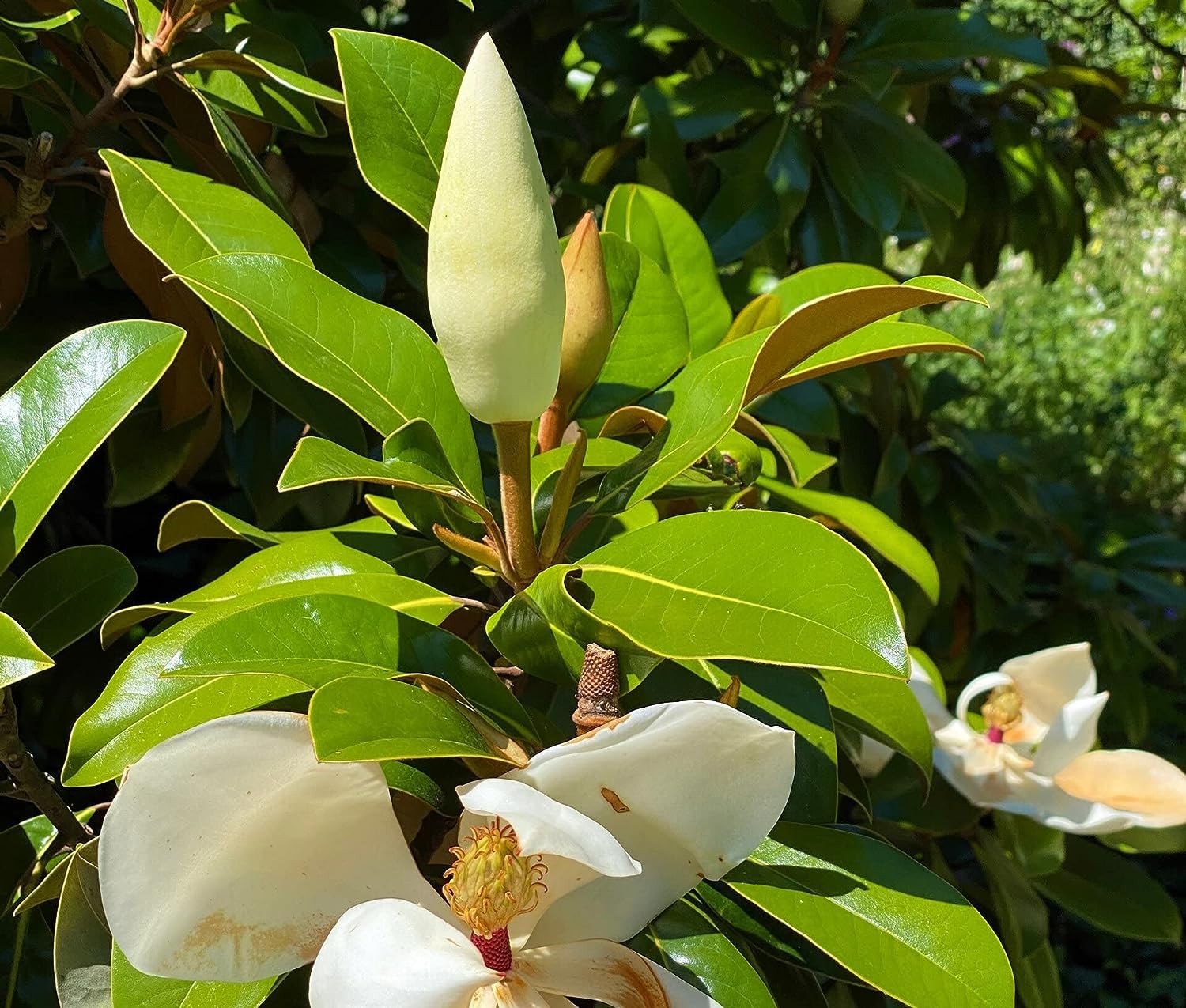 Magnolia grandiflora Gallisoniensis pianta sempreverde in vaso ø22/24 cm h 50/70 cm Vivaio di Castelletto