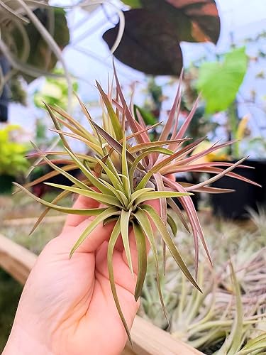 Miniatura 2 de Plantas de aire medianas  5 Brachycaulos Abdita Velutina  El color y la forma varían según la temporada  30 días de garantía en Tillandsia del gnomo