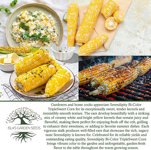Miniatura 6 de "Serendipity" maíz dulce tricolor bicolor, más de 100 semillas por paquete, semillas de jardín de Isla (semillas de jardín de Isla), semillas sin