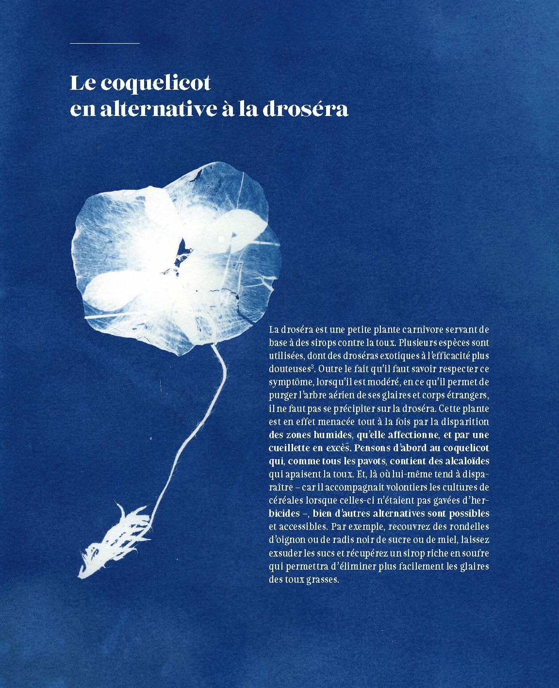 Aimer, cueillir et protéger nos plantes médicinales: Pour une cueillette écoresponsable