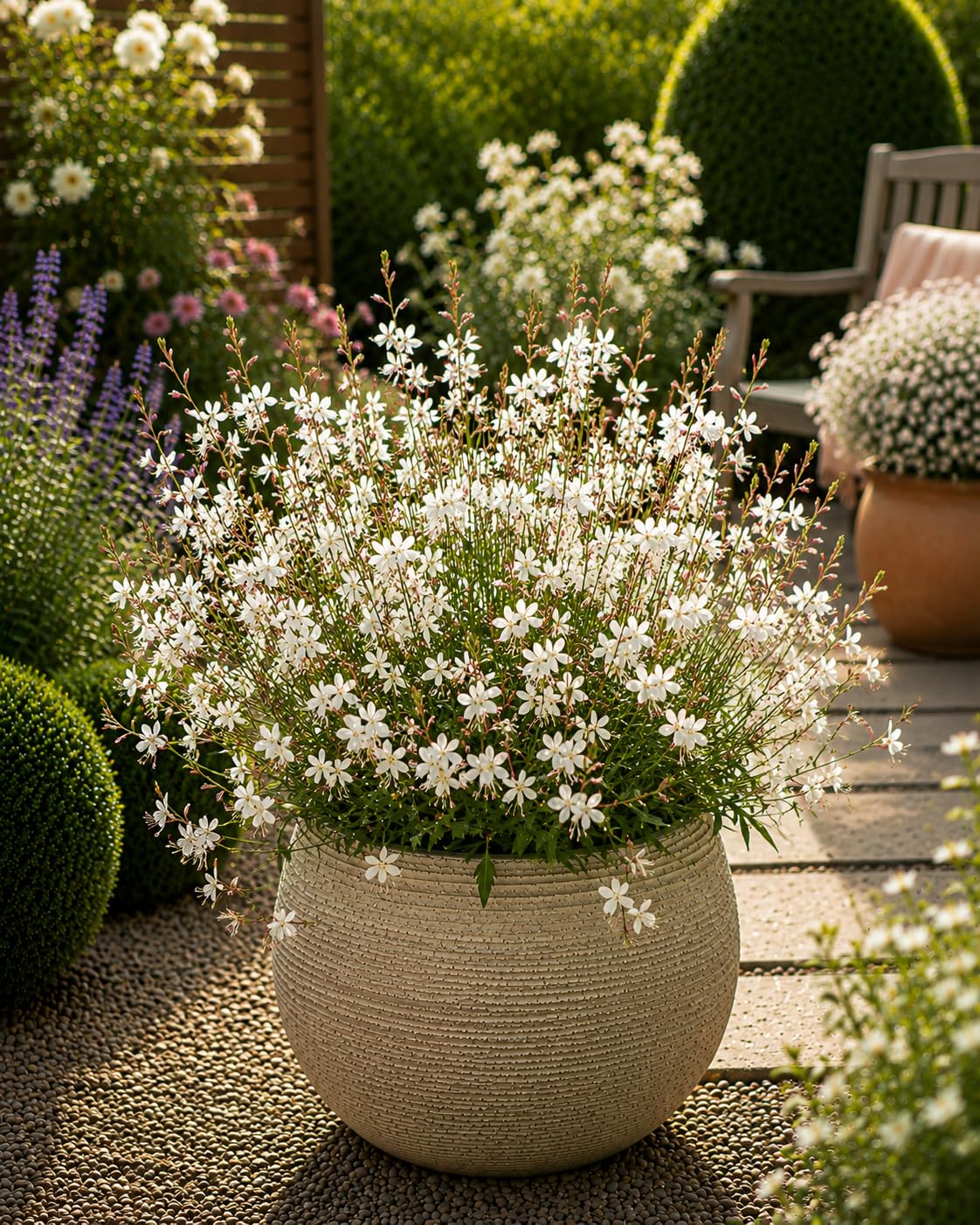 White Gaura Garden Ready Plant 13cm Pot