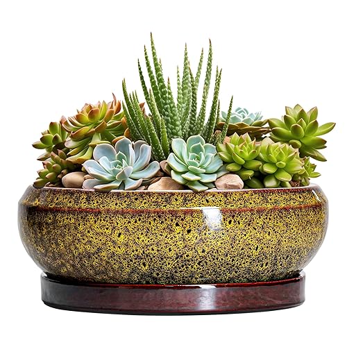 Succulent Planters 8 Inch - Ceramic Bonsai Pots with Drainage