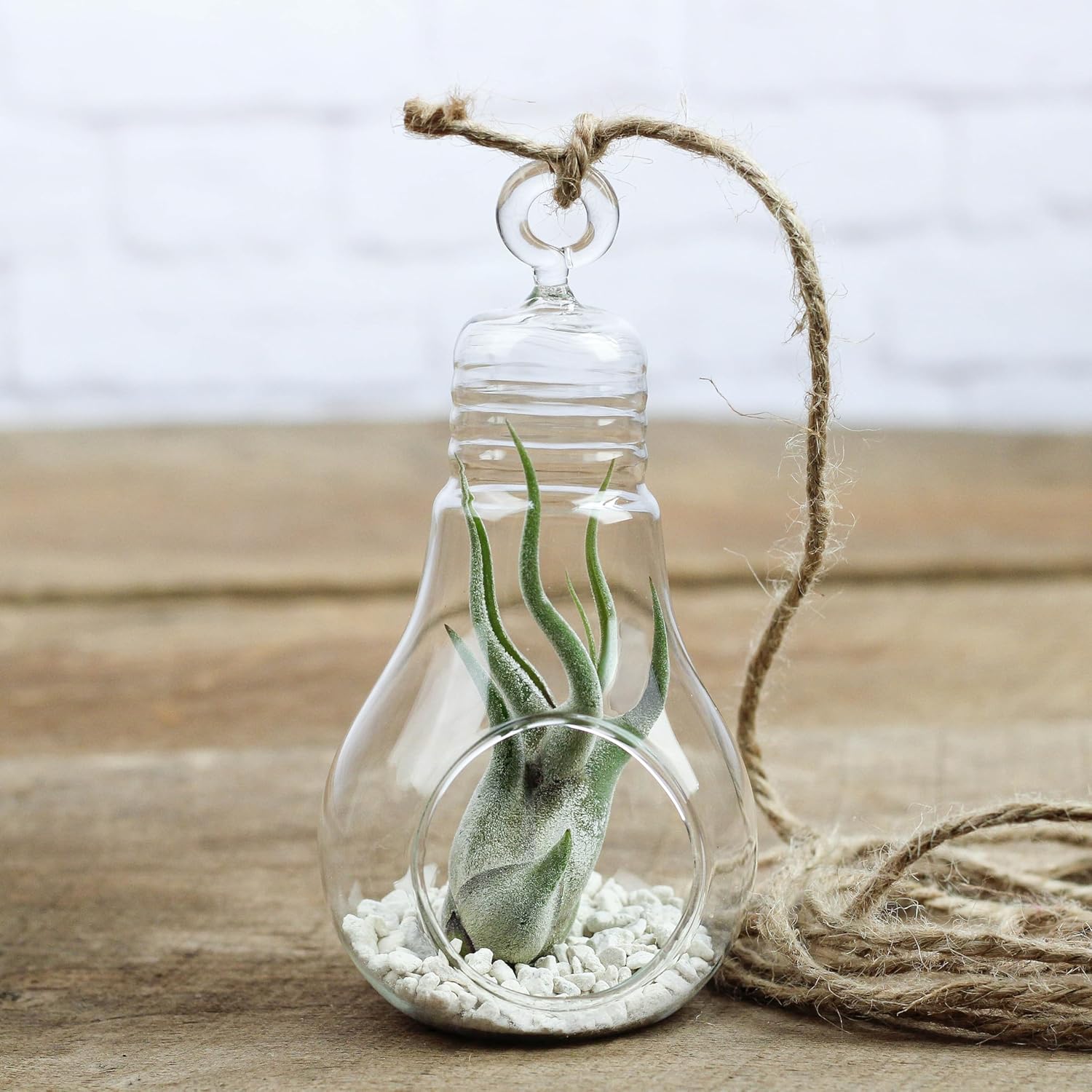 Air Plant Shop Hanging Light Bulb Terrarium with Crushed White Stones and Tillandsia Air Plant -Wholesale and Bulk- Succulents- Live Tillandsia - Easy Care Indoor and Outdoor House Plants (Pack of 6)