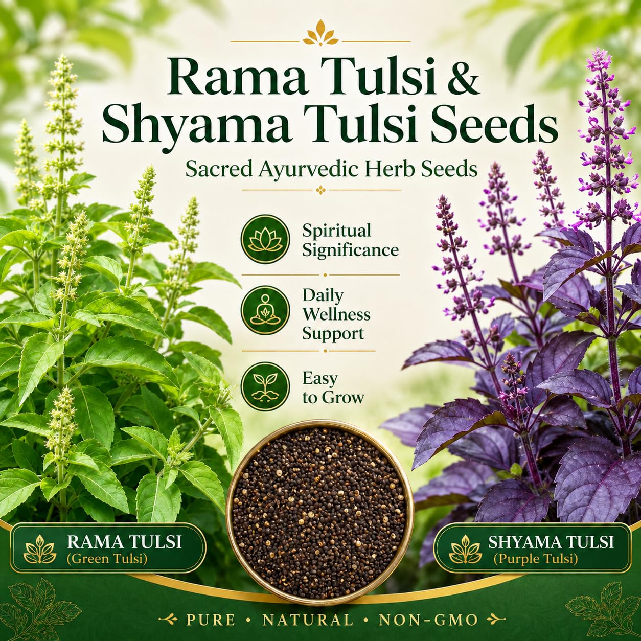 Tulsi Seeds Rama & Shyama for Planting | pack of 2 (200 seeds Each) Holi Basil Plant Seeds for Gardening | Indian Tulsi Plant Seeds for Home Gardening & Planting-image-31