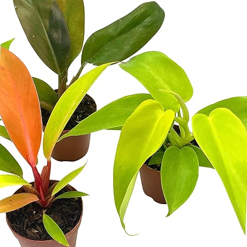 Miniatura 3 de BubbleBlooms Philodendron Surtido Set, macetas de 2 pulgadas, 4 diferentes plantas de casa imperiales Philo