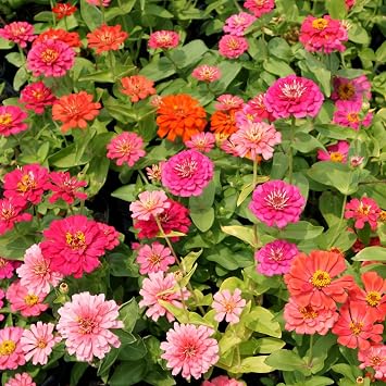 Zinnia Seeds Bulk 15,000+ | Outdoor Flower for Planting |Giant Zinnia Seeds for 2026 Bulk| Mixed Colors & Large Blooms for Gardens| High Germination, Beginner-Friendly