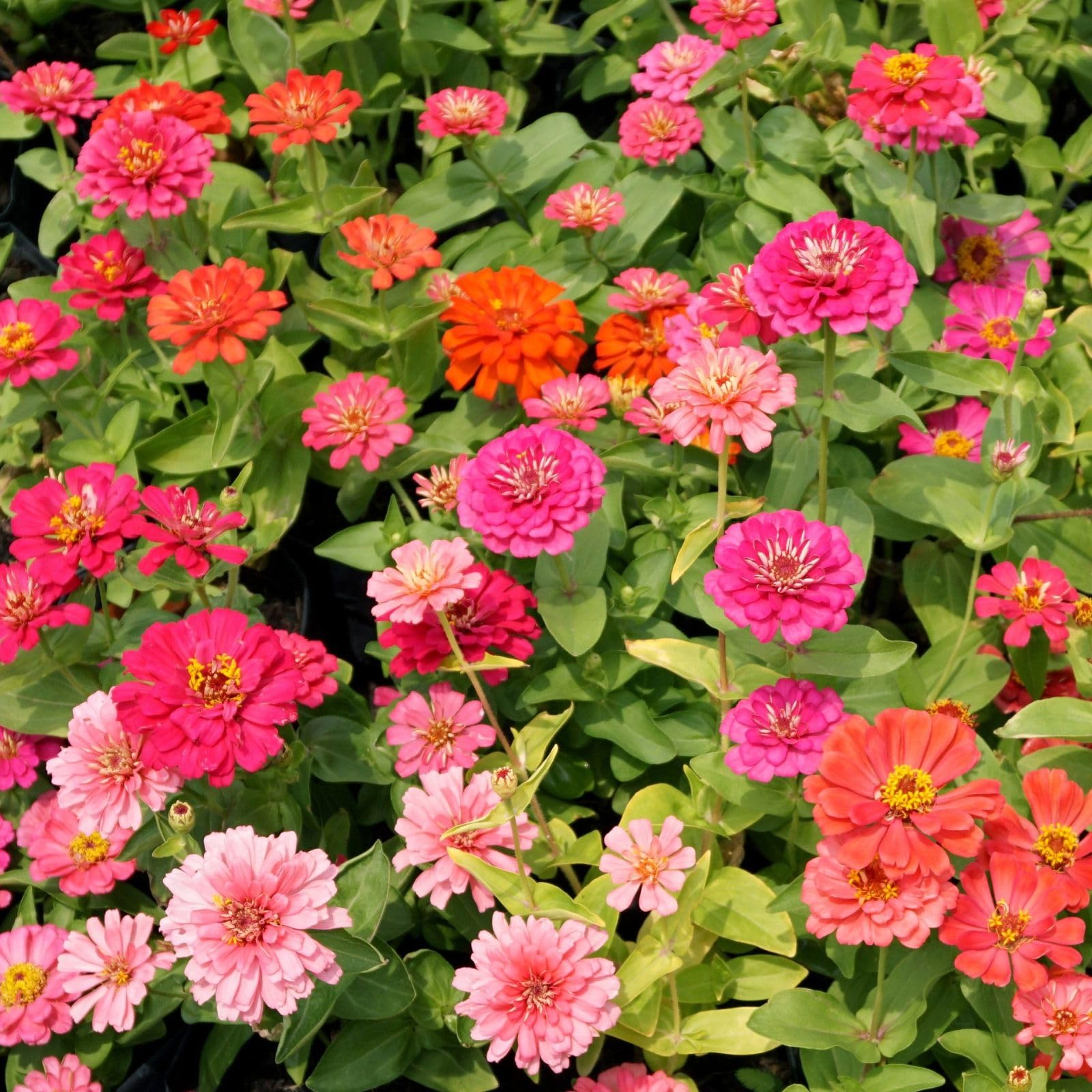 LUOJIBIE Zinnia Seeds Bulk 15,000+