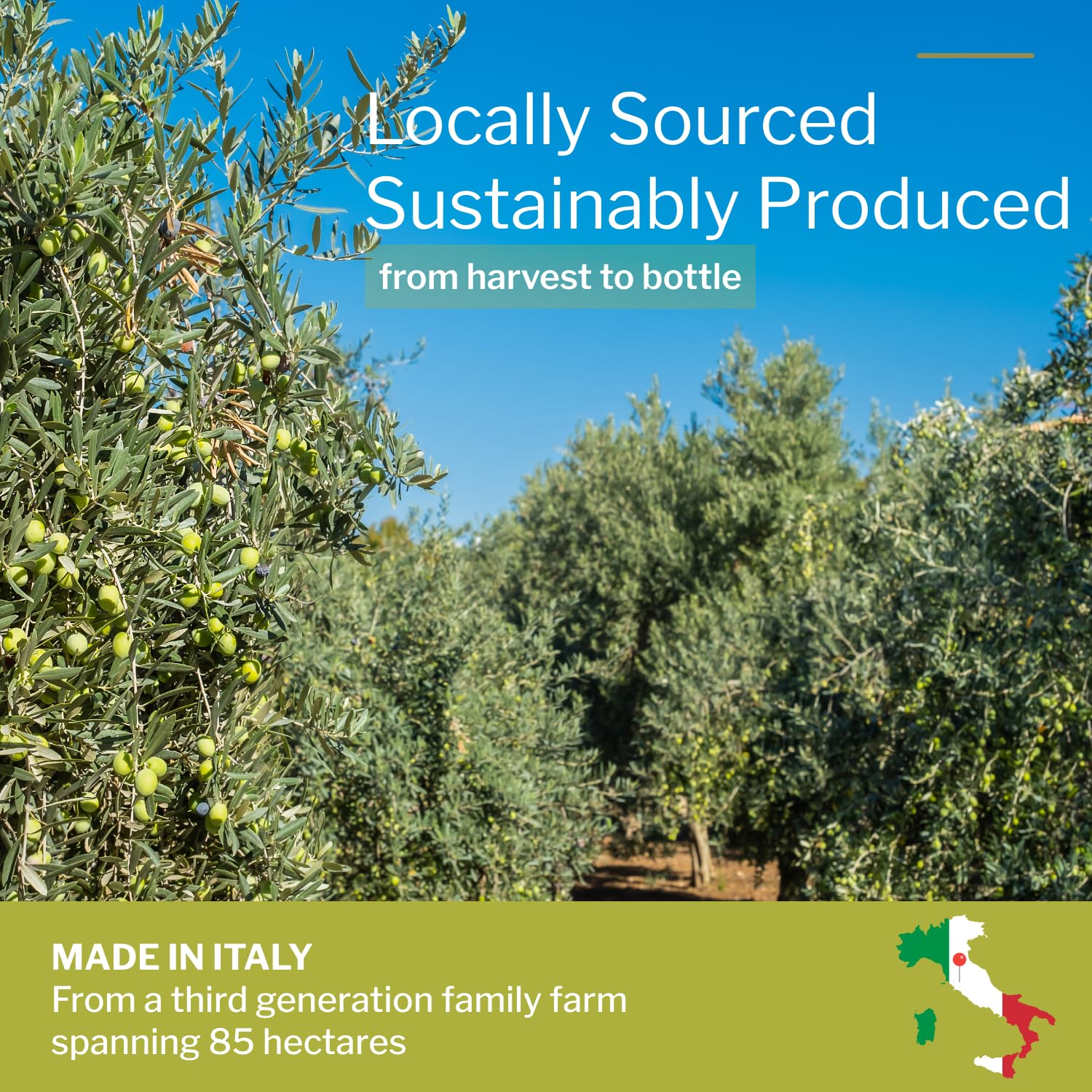 100% Italian Organic Olive Oil Extra Virgin | Polyphenol Rich Extra Virgin Olive Oil Cold Pressed EVOO | Early Harvest from Tuscany (26.4oz) - Image 3