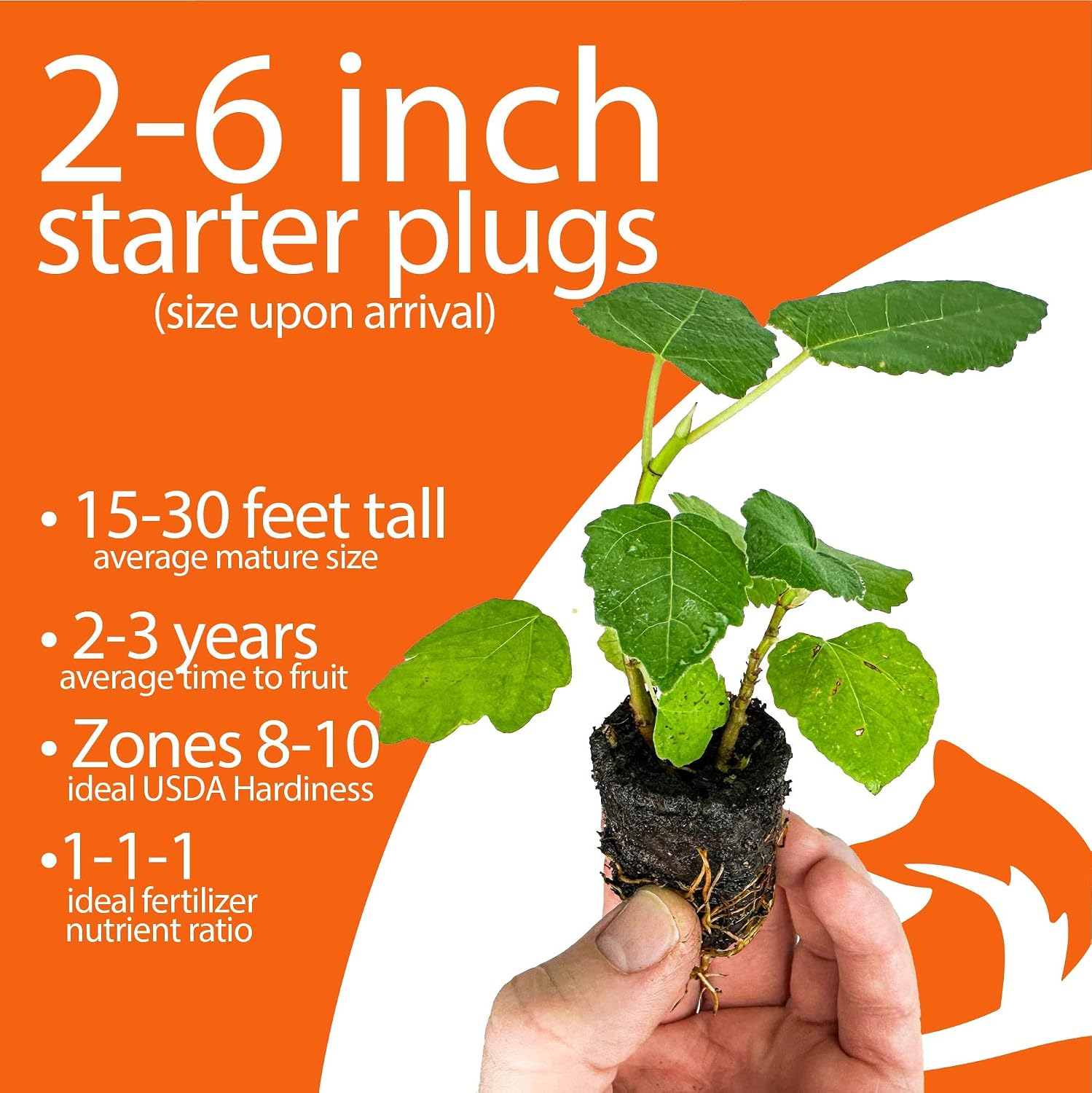 4-Pack of Fruiting Starter Plant Plugs by Foxtown Farms (Black Mission Fig (4-Pack))
