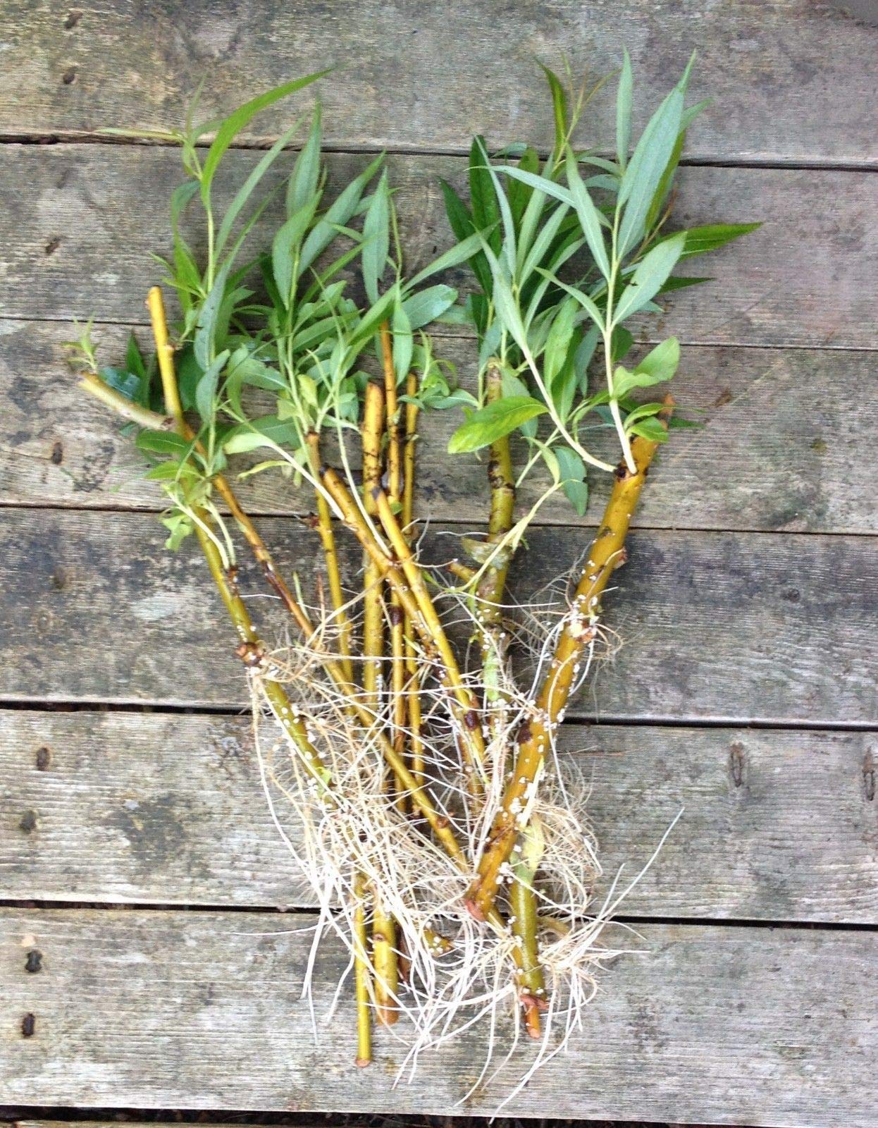 5 Weeping Willow Tree Six Ylonica (5) Cuttings Ready to