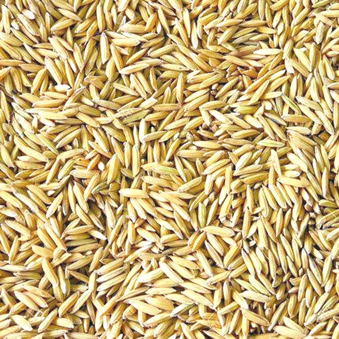 Premium Rice Paddy Seeds Bird Food for All Type of Birds (1 KG)-image-26