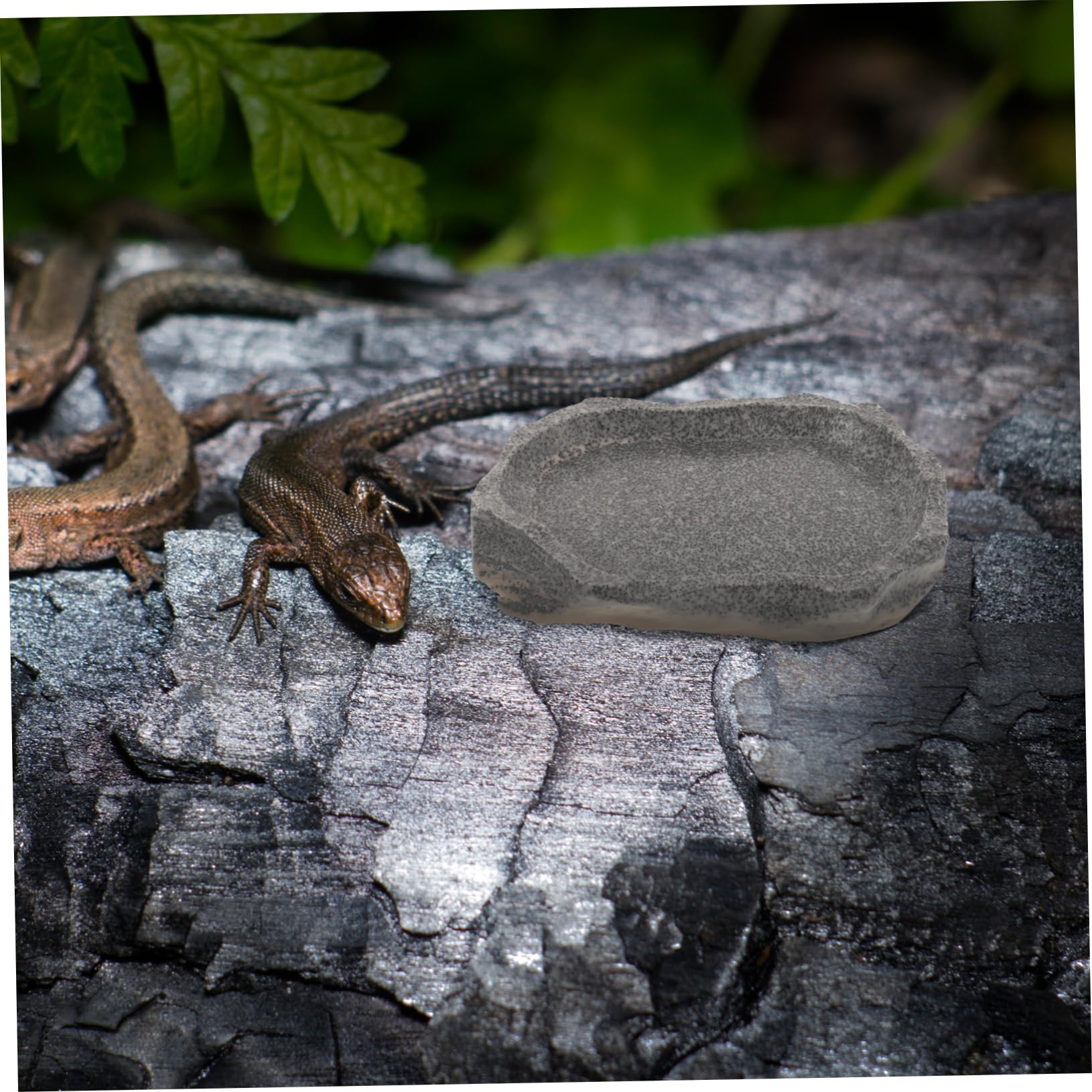 SUPVOX 5piezas Tazón De Resina para Reptiles Comedero y Bebedero Simulación De Piedra Accesorio Multifuncional para Terrarios y Alimentación De Mascotas para Lagartijas Ranas y Geckos