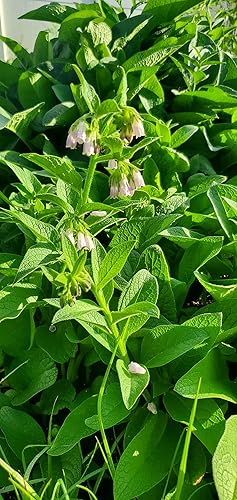 Miniatura 2 de Consuelda rusa 14 (Symphytum x uplandicum) - Maceta de 1 galón con corona de raíz viva  por Marsh Creek Farmstead