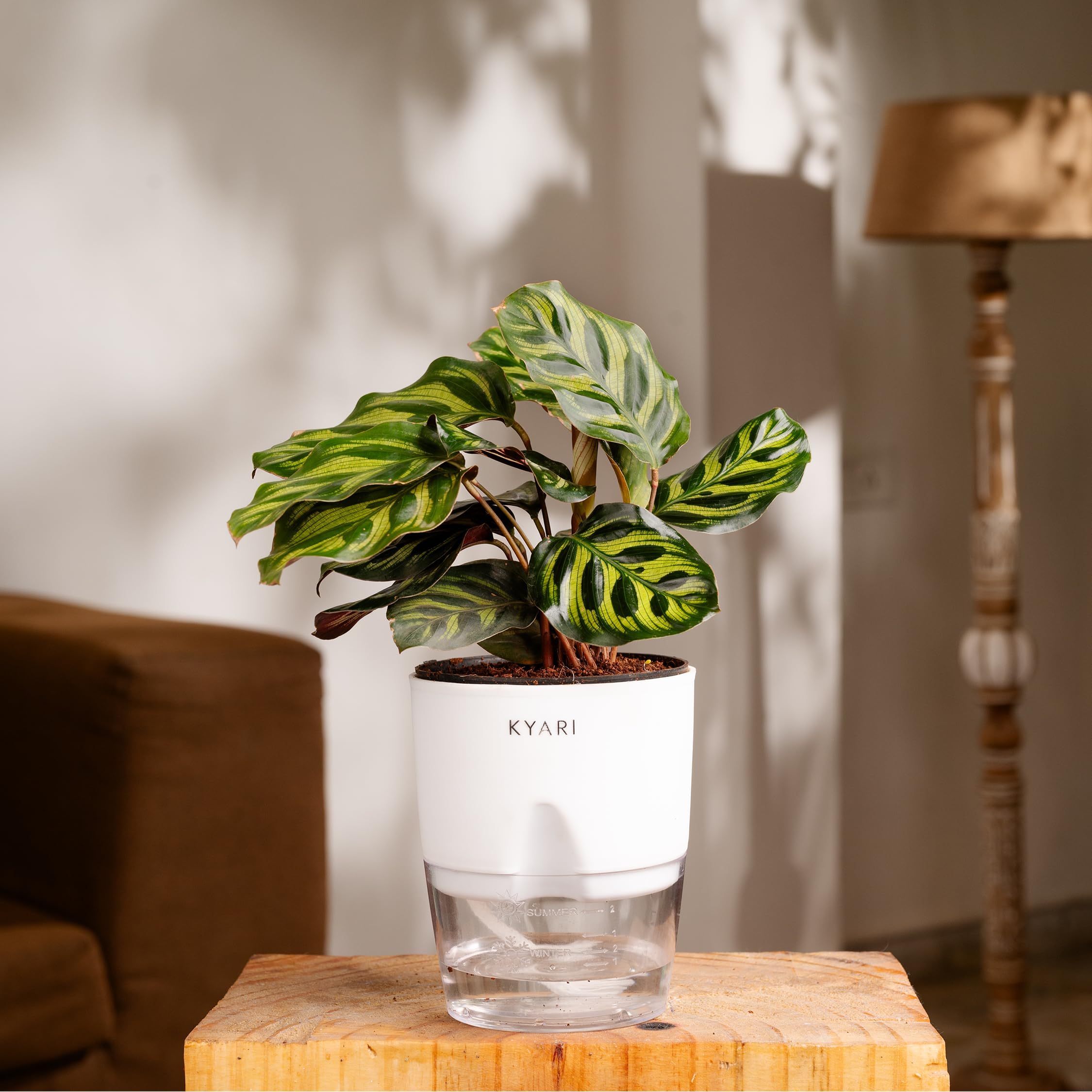 KYARI Peacock plant Indoor Plants for Living Room | Live Plants | Plants with White Self Watering Pot for Home | Air purifier plants | Plants for Home Decor | Plants for Garden & bedroom (B0D5CPVF5V) Amazon Price History, Amazon Price Tracker