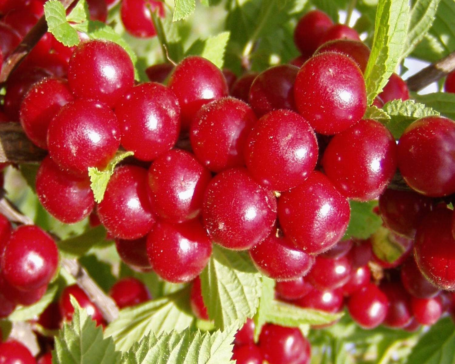 10 semi - Nanchino Bush Cherry, Prunus tomentosa, arbusto semi (Fast, Hardy, commestibile)