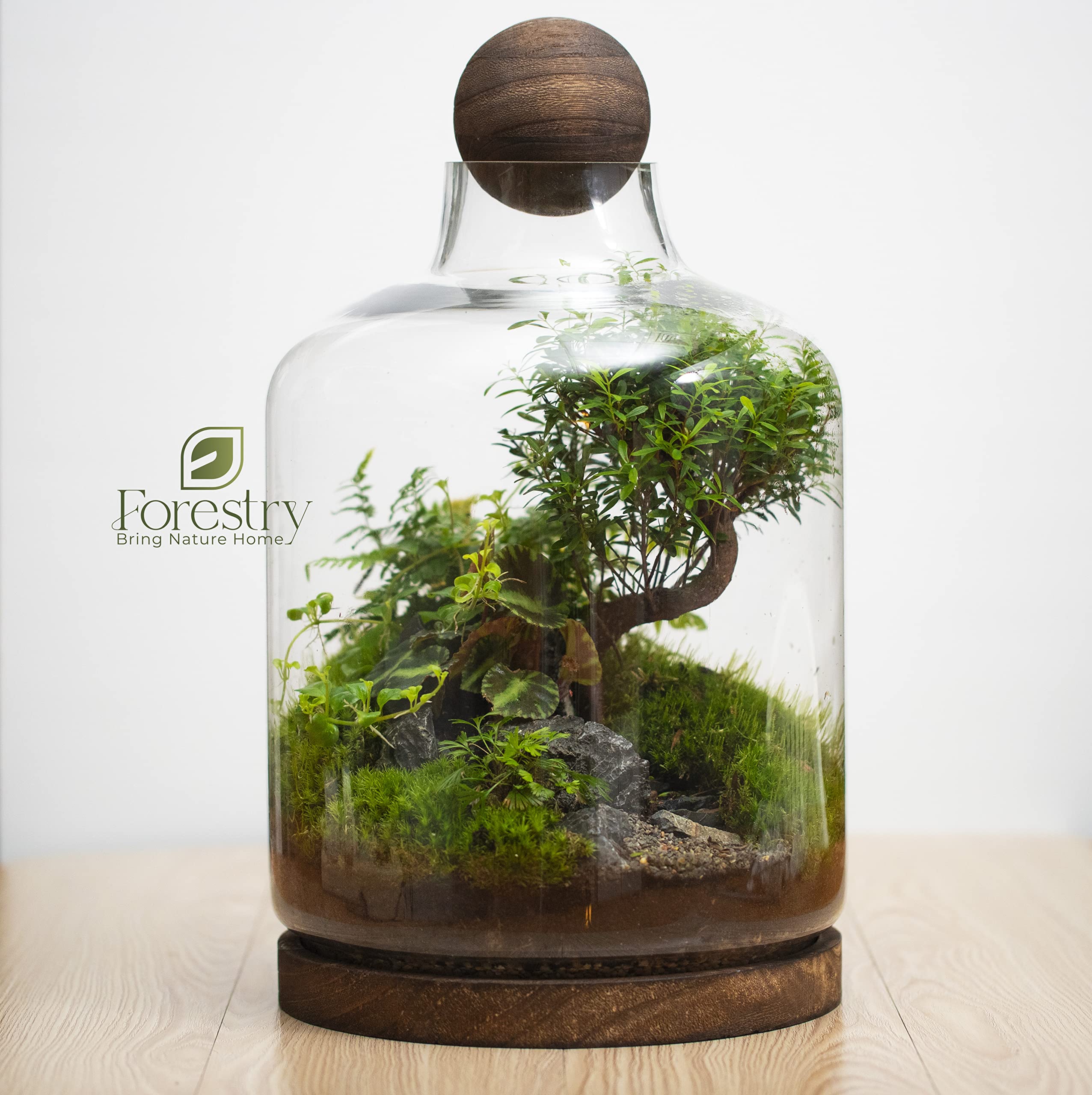 Forestry Live Flower Terrarium in Self Sustaining Bio Bottle, Maintenance Free and Blooms EYELASH FERN Great Unique Gift and Home Decor, 100% Growth Guarantee Size 45x26