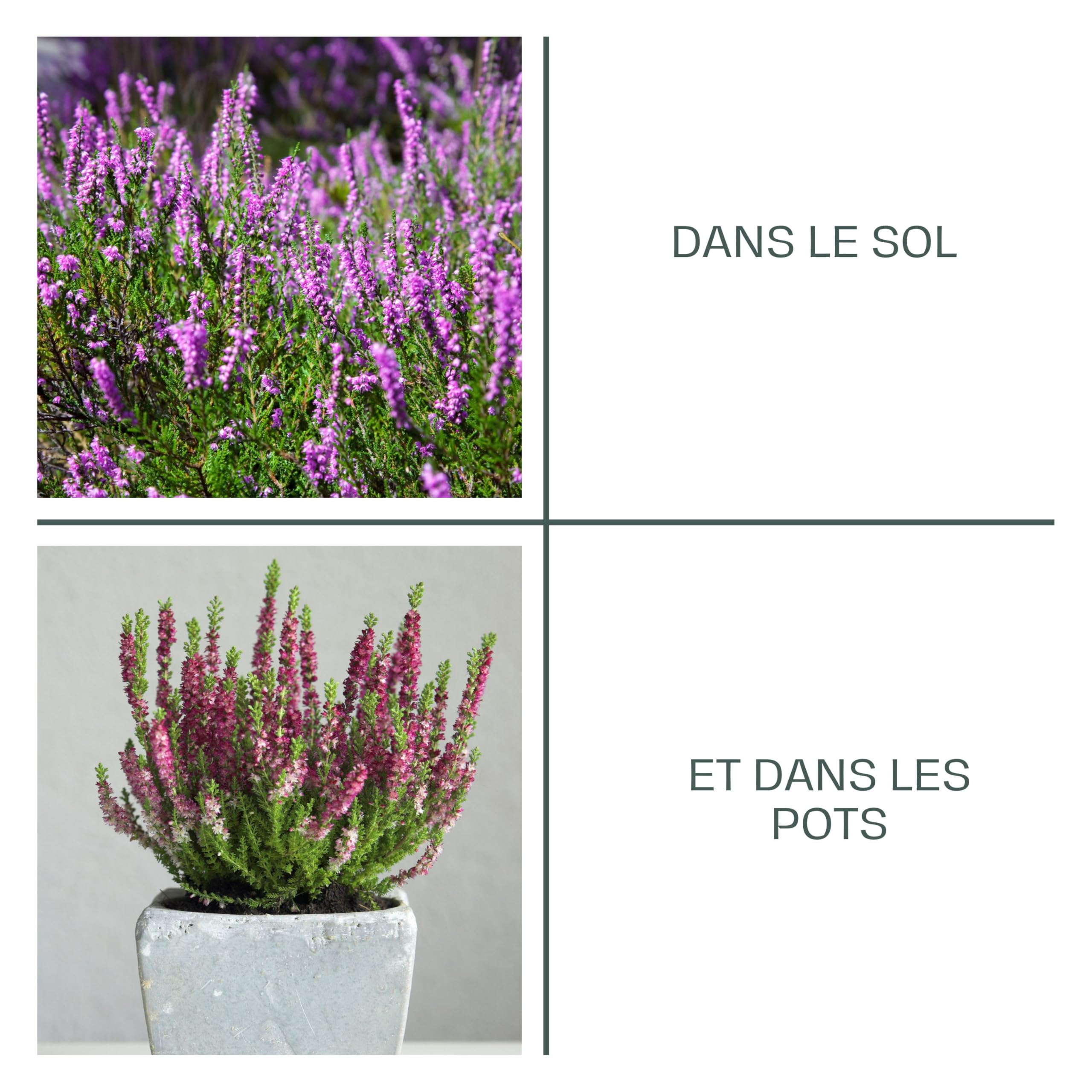 La Plaine Chassart - Terre de Bruyere 50L - pour Toutes Les Plantes Acidophiles - Rhododendrons et Azalées - Usage Intérieur et Extérieur - Parc, Jardin, Terrasse, Balcon, ...