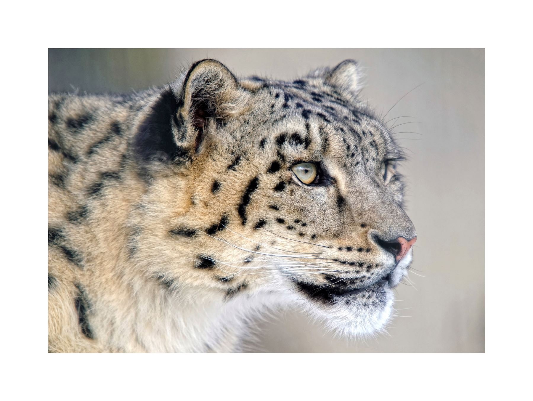 Wee Blue Coo Photo Snow Leopard Face Close Up Big Cat Wall Art Print