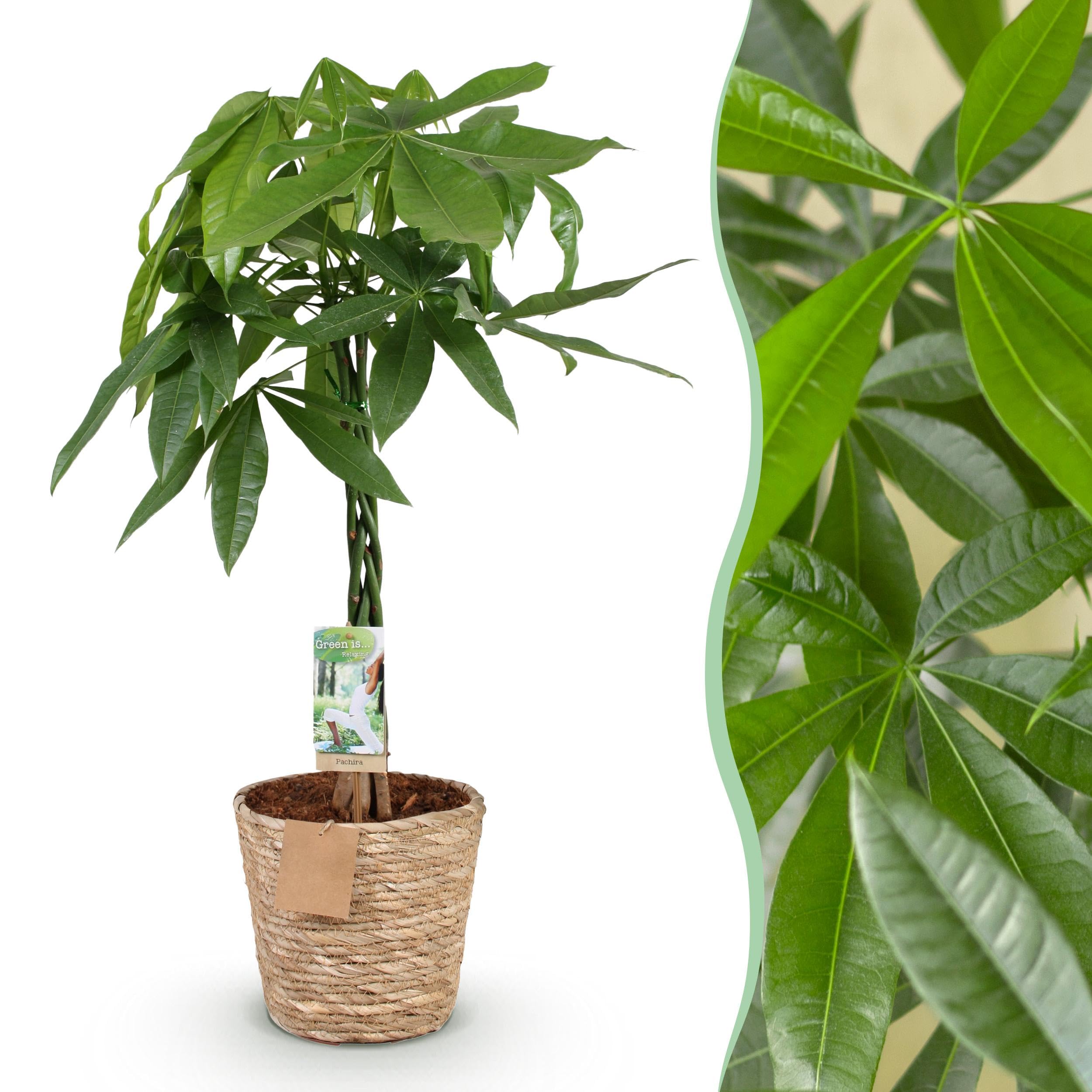 Pachira Aquatica geflochtener Stamm - Geldbaum - Pflegeleicht - mit Korb - Grün - 80-90cm - Ø21cm - Zimmerpflanze - Immergrün