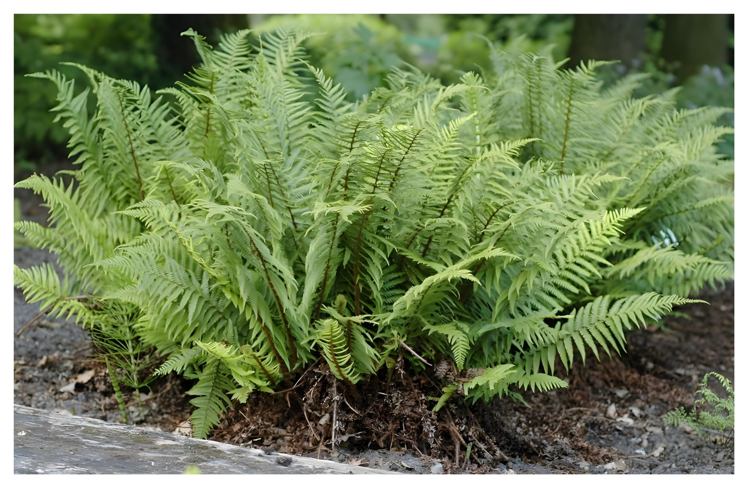 Stauden Gänge 3 x Dryopteris affinis 'Crispa' im 1 Liter Topf (Farn/Winterhart/Mehrjährig/Staude/Immergrün) Krauser Schildfarn - Immergrüne Schönheit, die begeistert