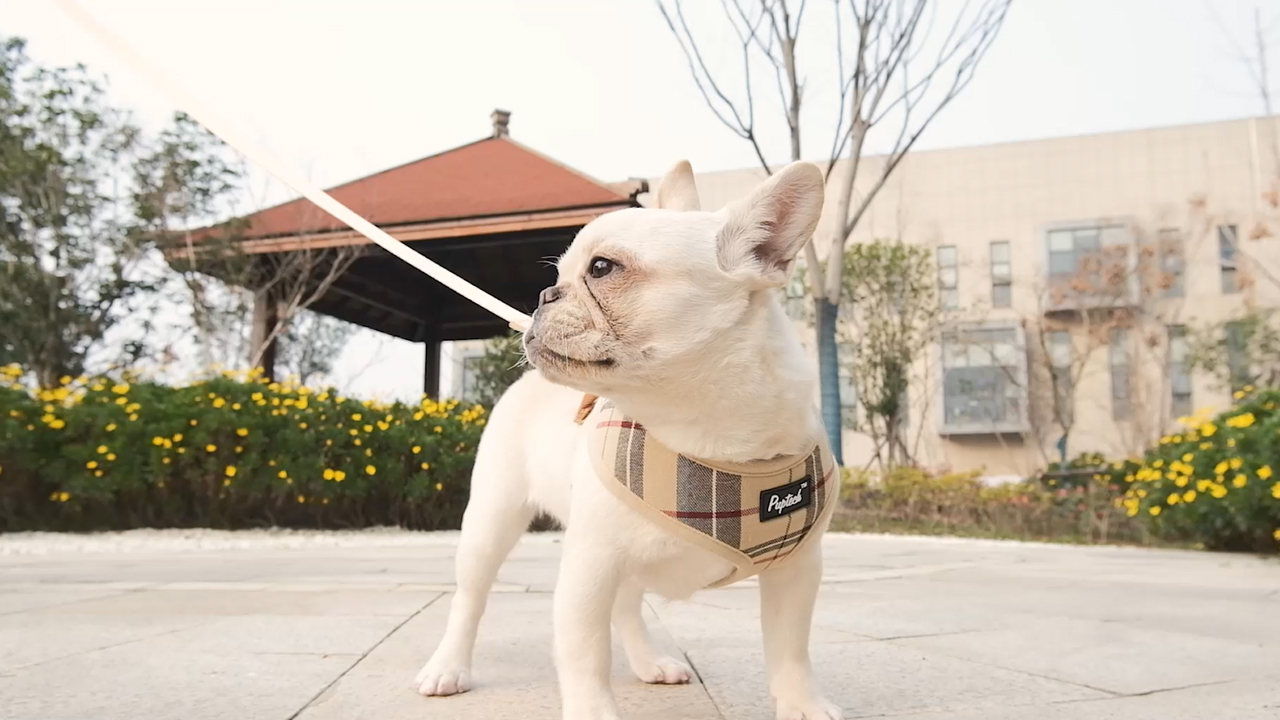 PUPTECK Soft Mesh Dog Harness Pet Puppy Cat Comfort Padded Vest No Pull Harnesses - Image 8