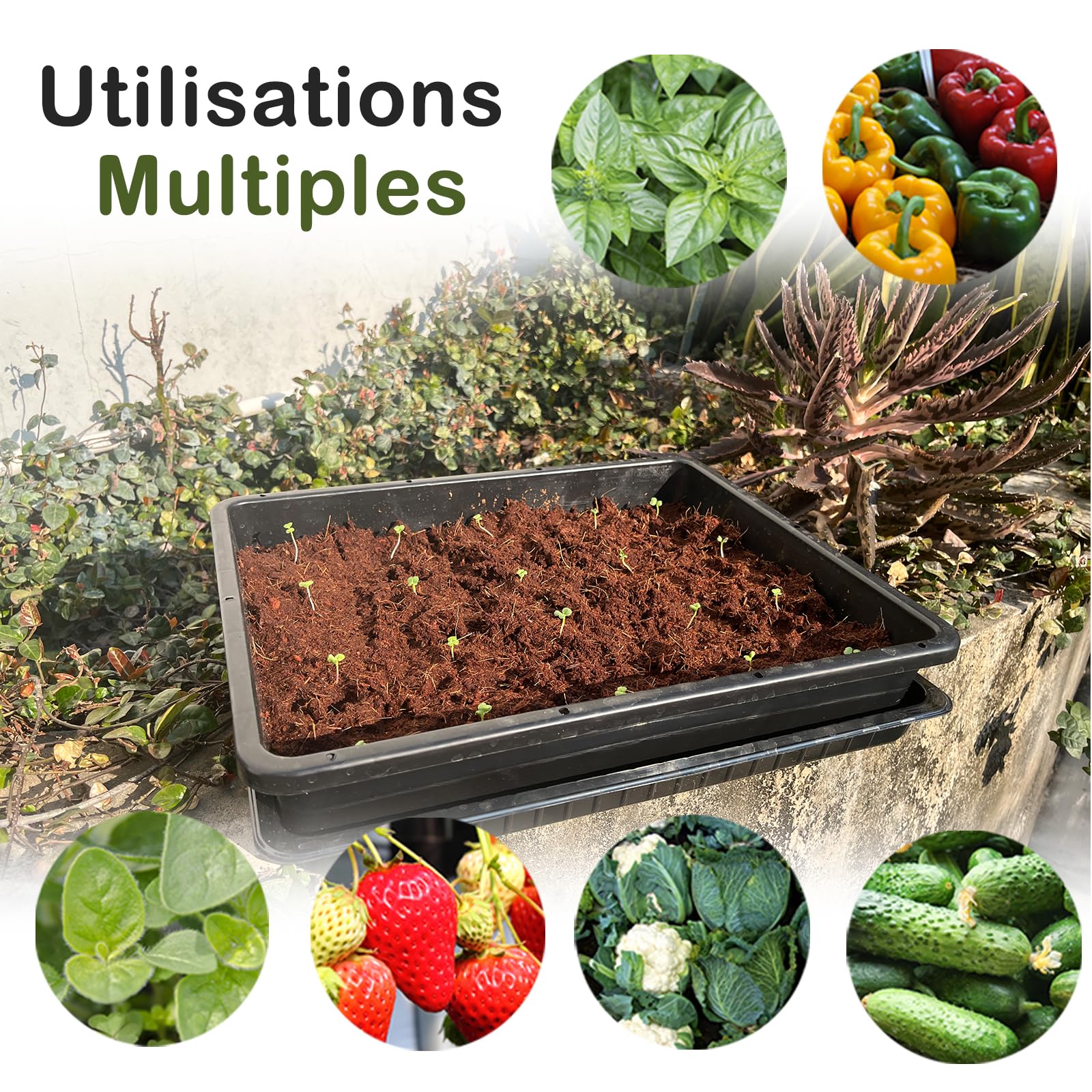 BeGrit Plateau de Semences Lot 10 Plateaux Semis Potager 37x30 cm Bac à Semis de Jardin pour Graines à Germer Micro-pousses & Germination Plateaux de Culture Rectangulaires Légume pour Fruit Plantes