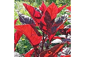 CHUXAY GARDEN Red Leaf Callaloo Seeds: Cultivating a Jamaican Culinary Staple