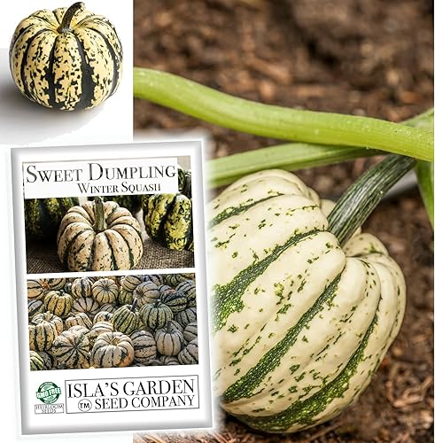 Semillas de calabaza de invierno Sweet Dumpling para plantar, más de 50 semillas de reliquia por paquete, semillas de jardín de Isla (semillas de