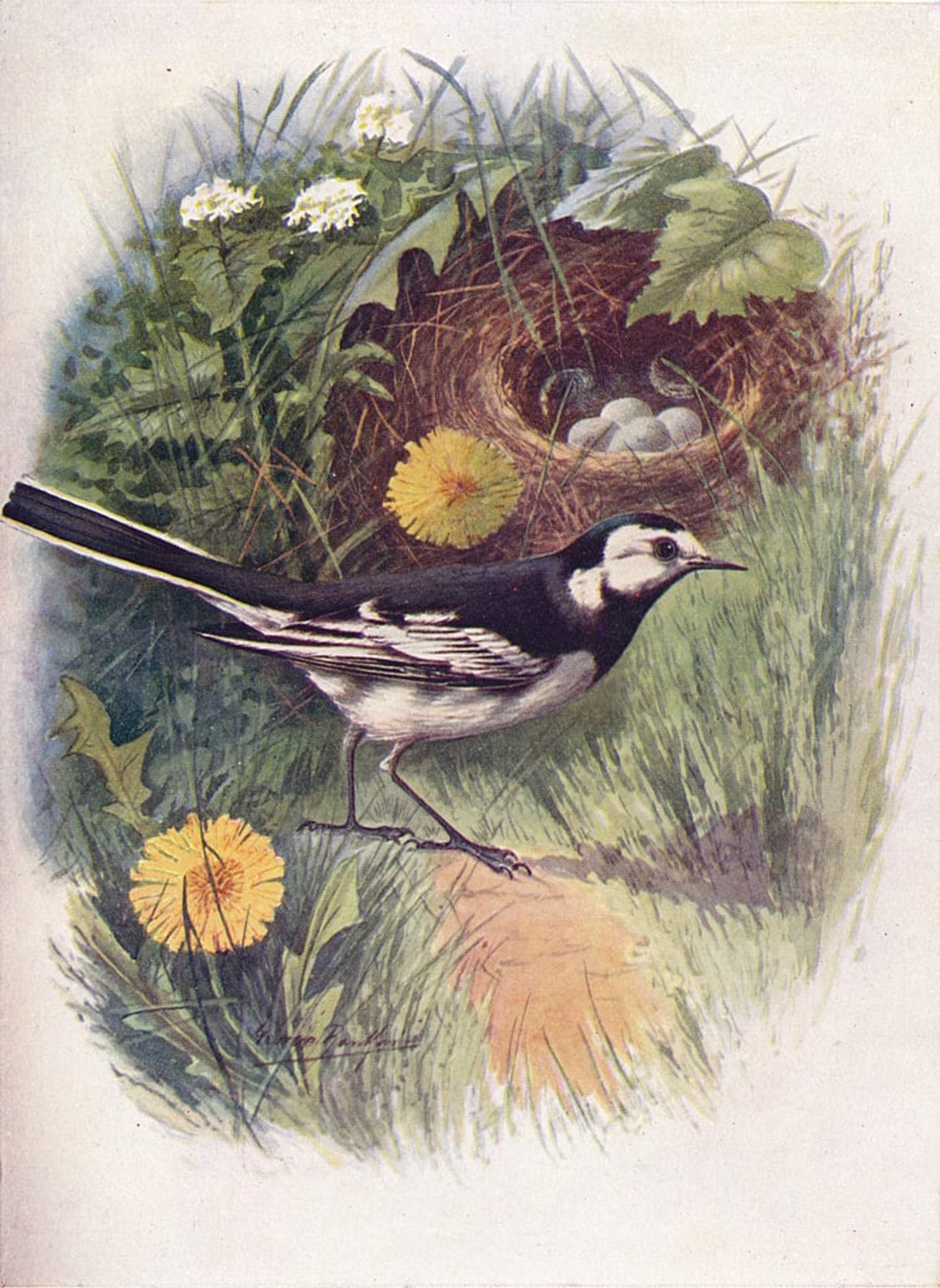 SERENDIPITP Aesthetic Poster Photo Wall Print Retro Picture Pied Wagtail Motacilla Lugubris by George Rankin Modern Wall Artwork for Home Decor 60x90cm