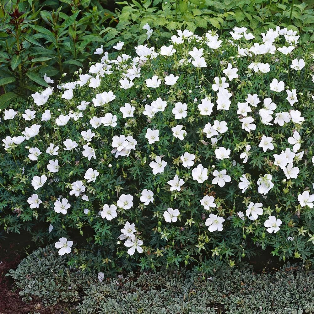 Geranium sanguineum Album - 2 plants