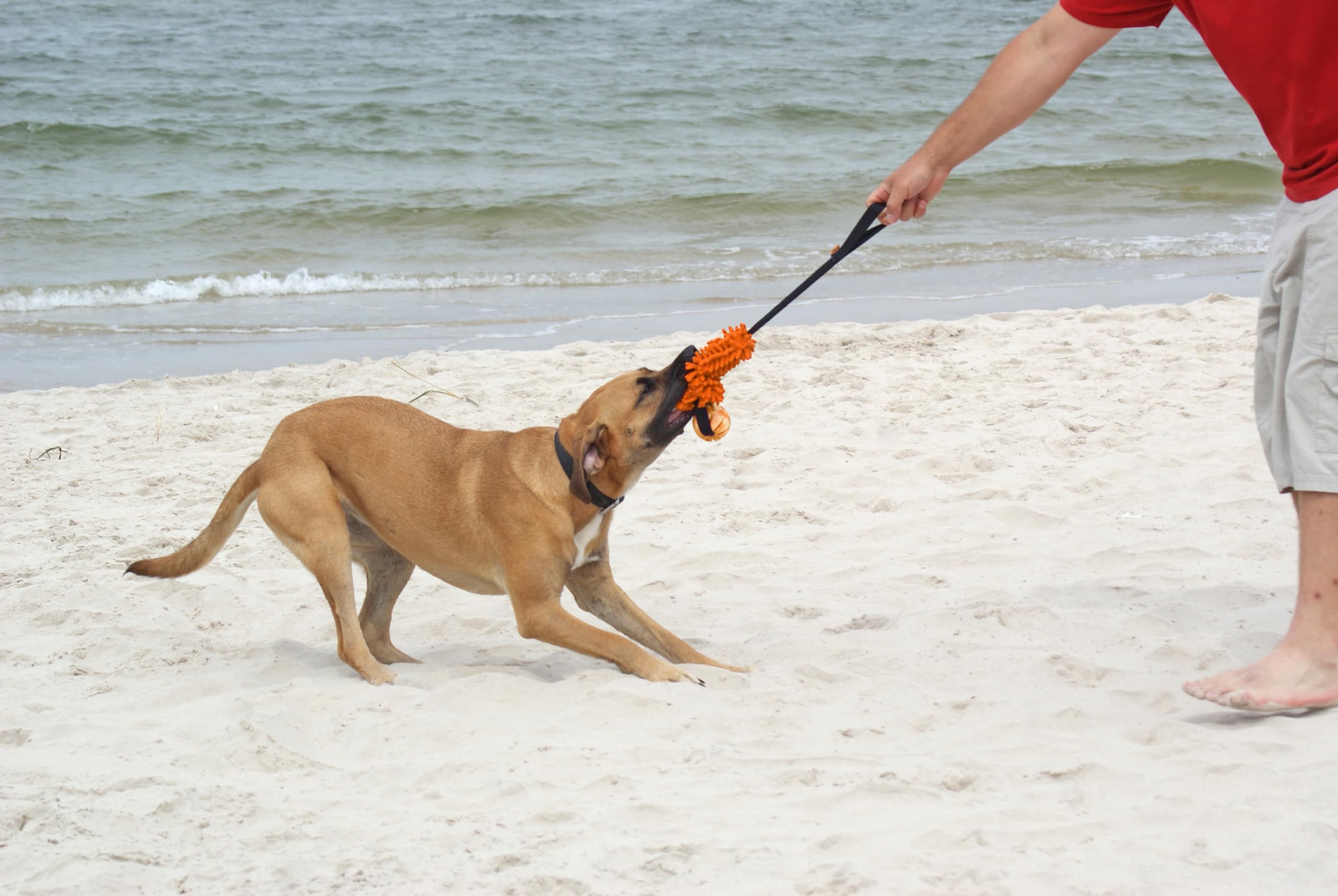 Dingo Set - 2 Hundespielzeuge - Seilstab mit langem Griff & Chaser Zerrspielzeug mit Ball und Griff für Hundetraining, Spielen, Beweglichkeit, Apportieren, Mikrofaser Orange Z30052