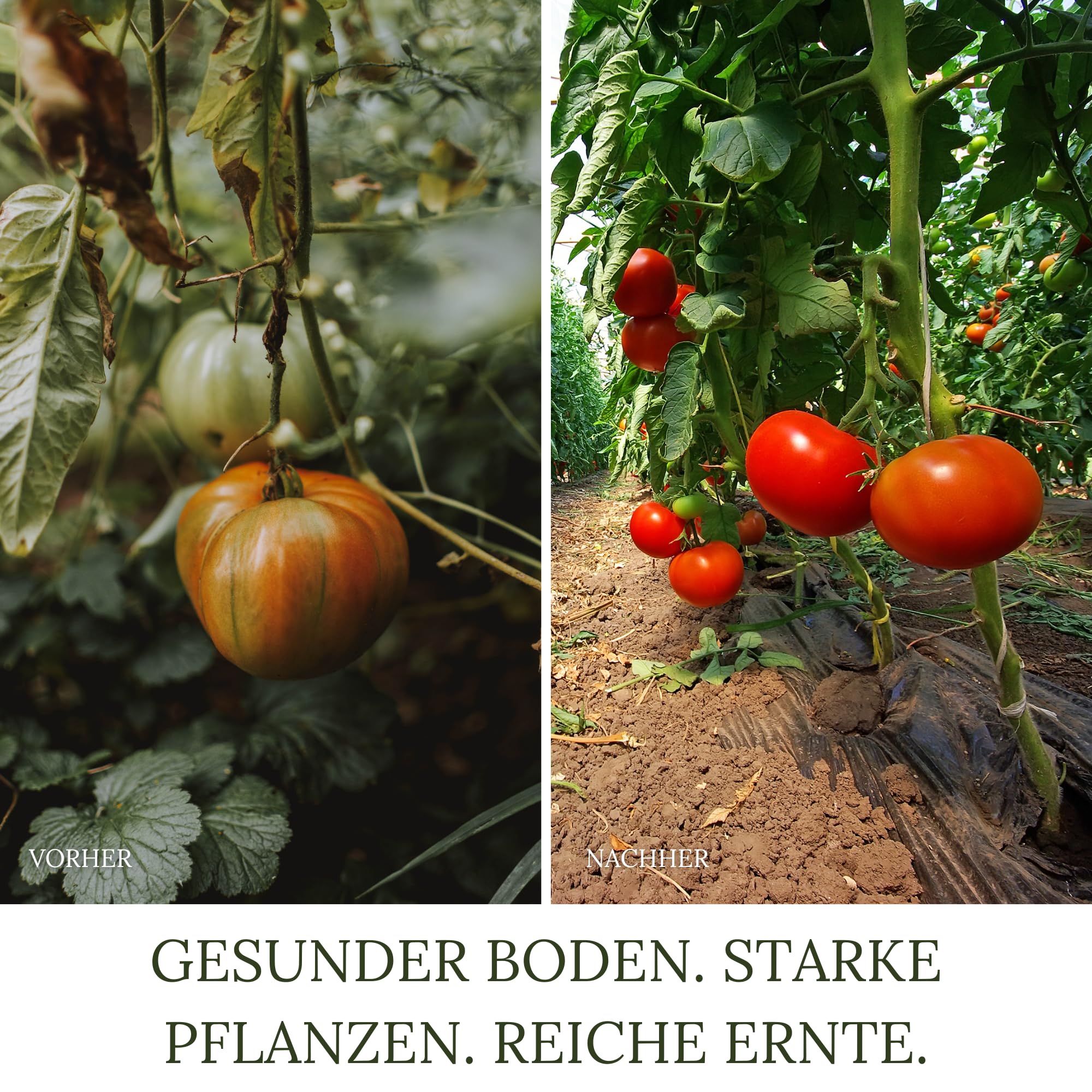 Bio Rasenkalk, Gartenkalk, Kalk, Düngekalk gegen Moos, Filz und Pilze im Rasen, fein gekörnt und staubarm, Gewicht: 30 Kg Für 600 M²